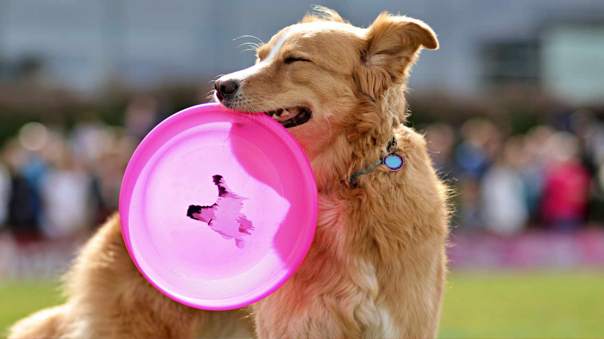 Cómo Enseñar a un Perro a No Morder