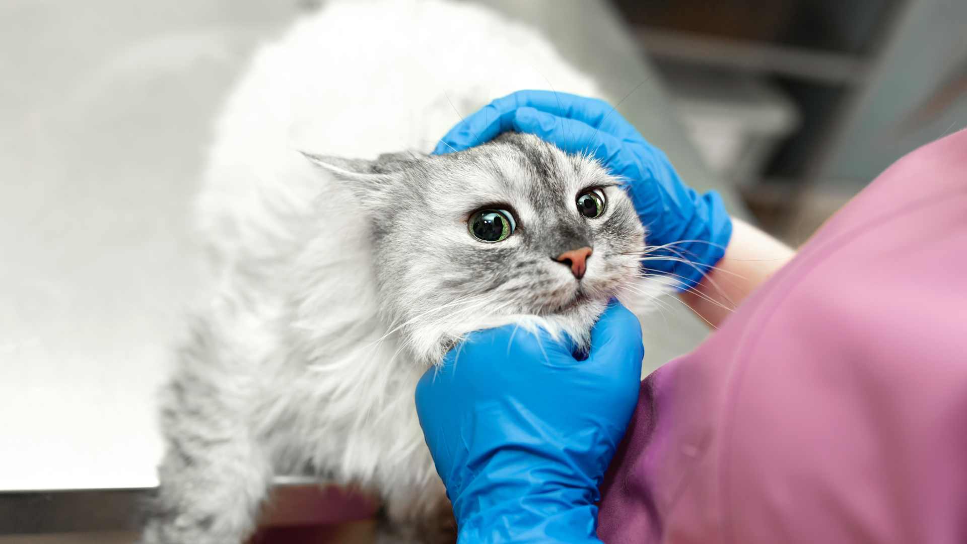 Gingivitis en Gatos: Causas, Síntomas y Tratamiento