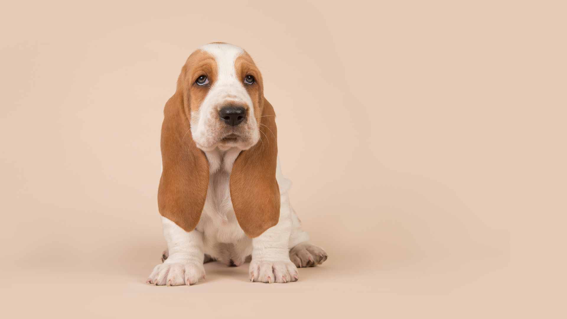 Basset Hound: Todo Sobre esta Raza de Perro