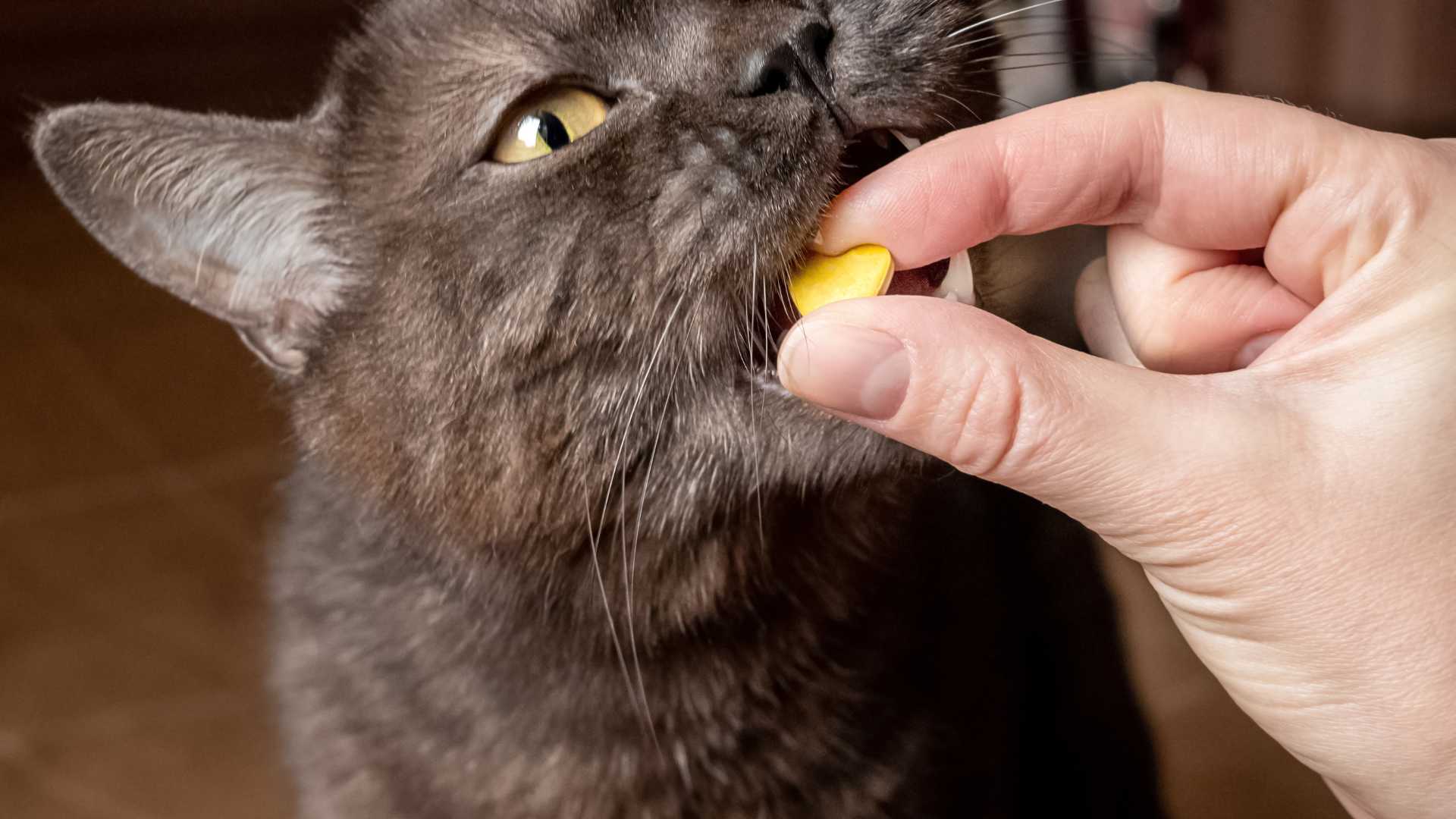 Vitaminas para Gatos: Opciones Disponibles