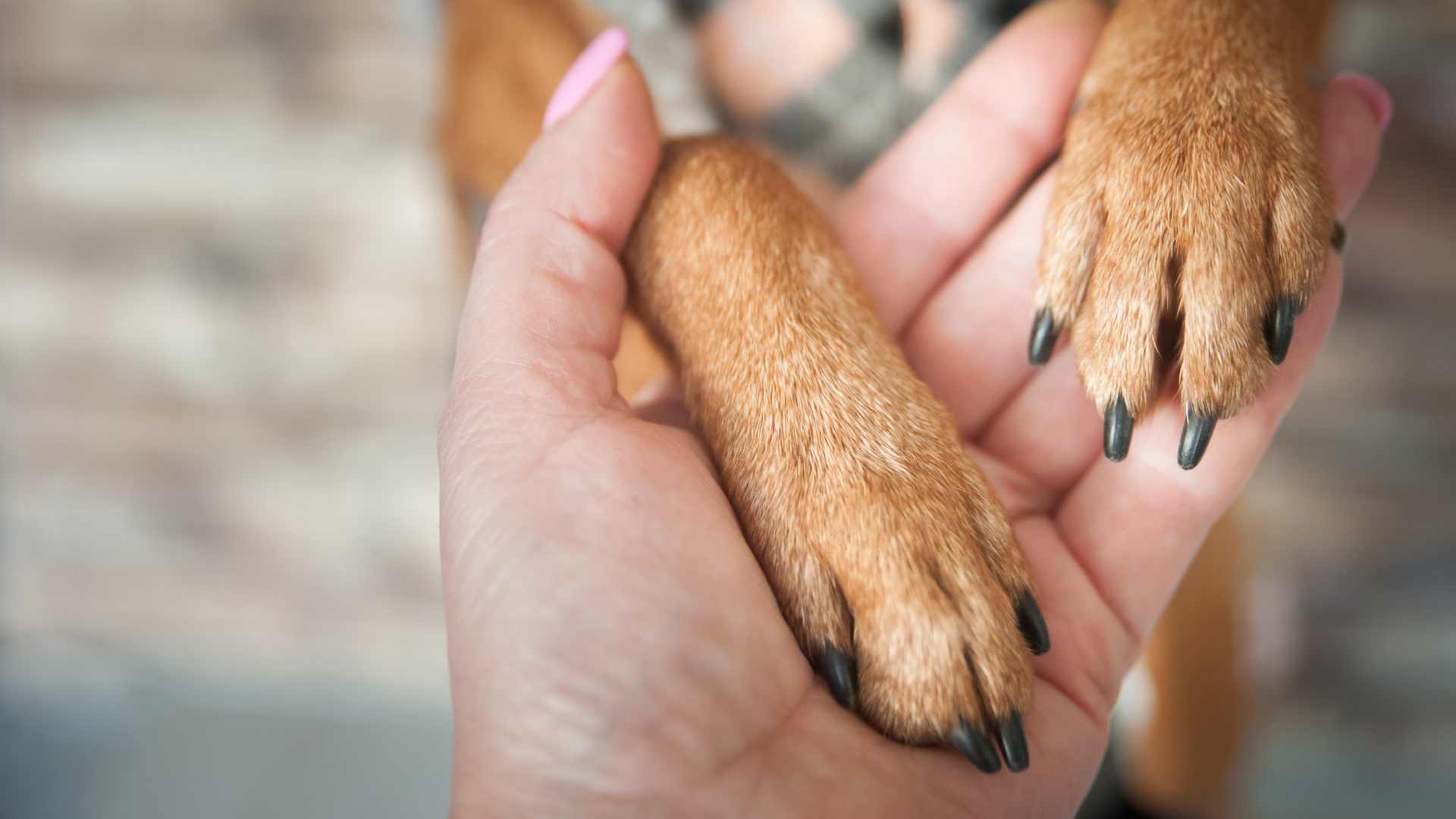 Perro de Asistencia Emocional en Chile: Qué Debes Saber