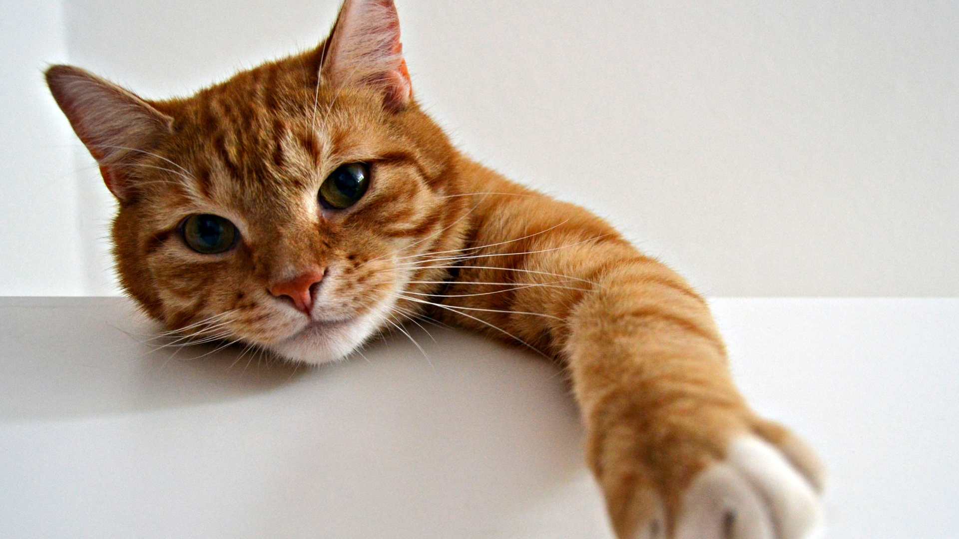 Personalidad del Gato Naranjo: Cuál Es