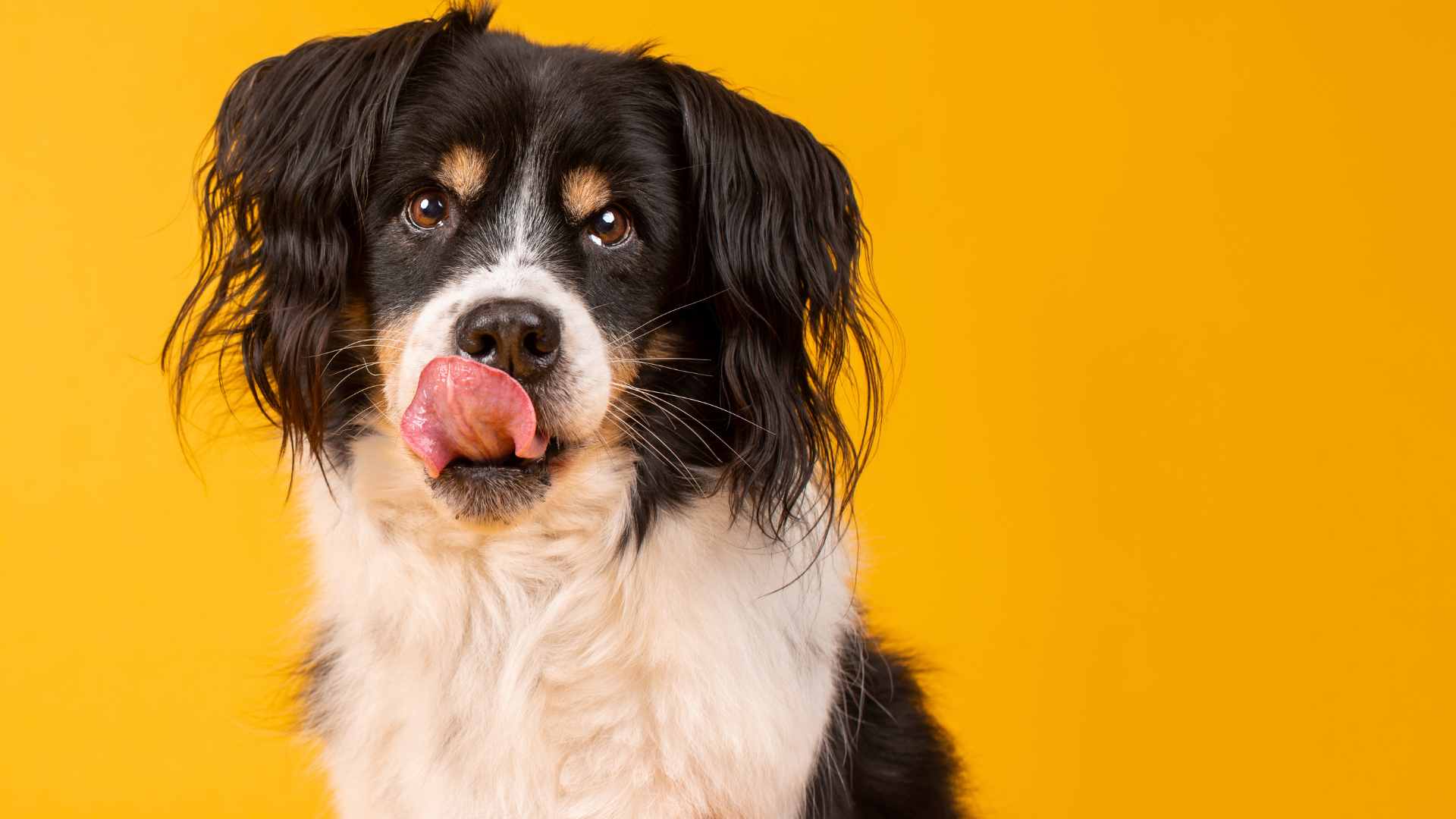 ¿Los Perros Pueden Comer Naranja?