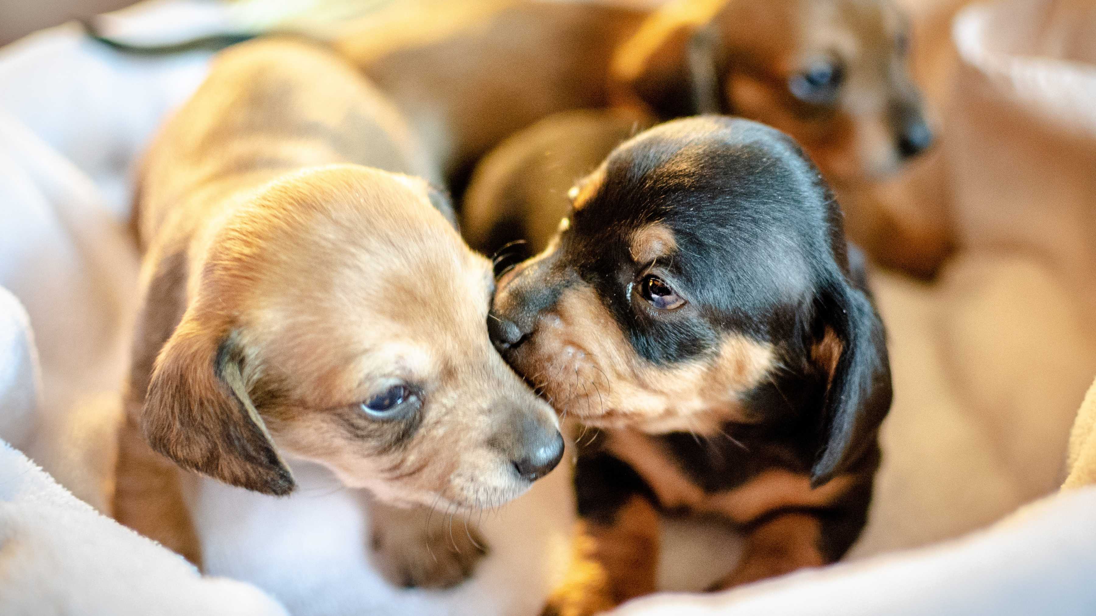 A Cuántos Días Abren los Ojos los Cachorros