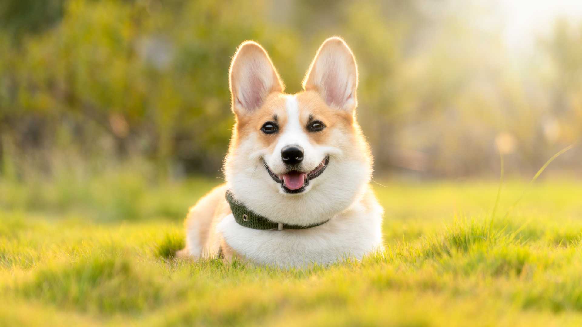 Razas de Perros Tranquilos y Pequeños