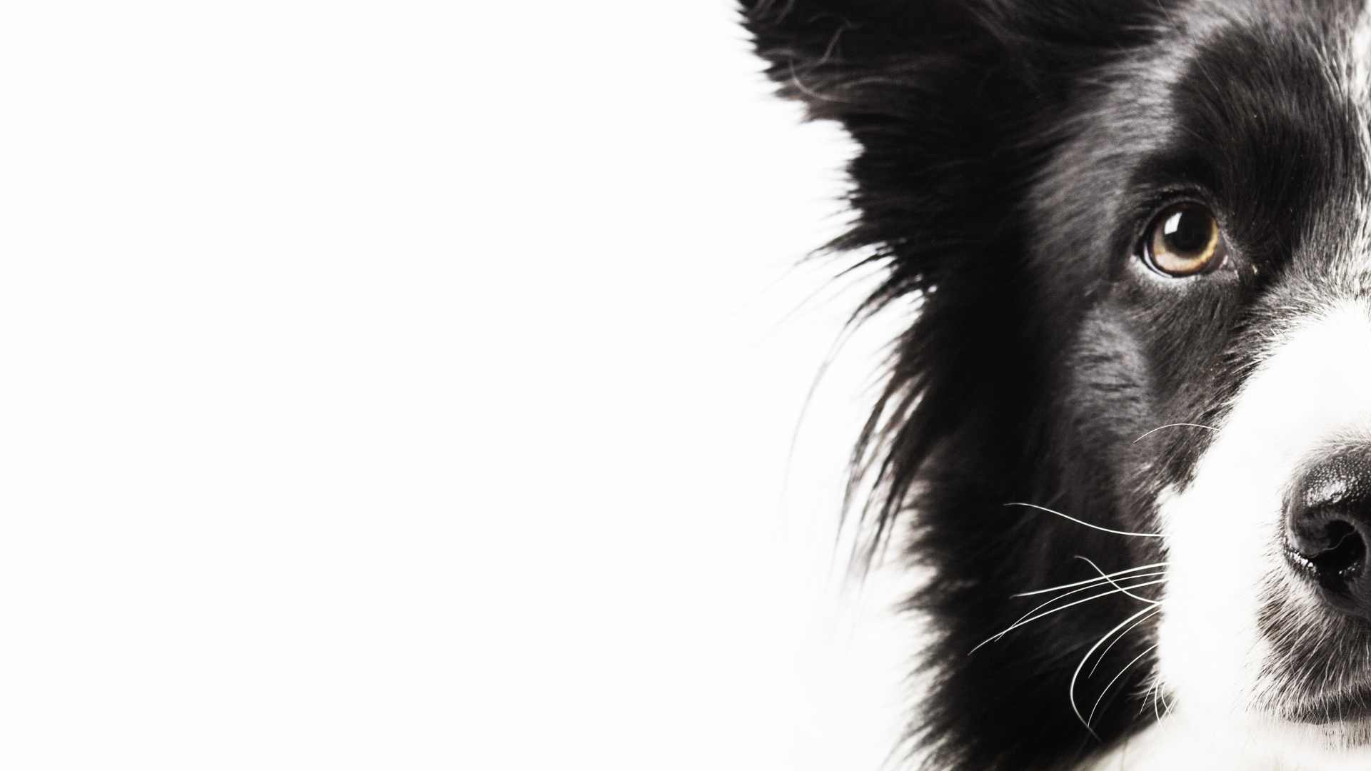 Qué Puede Significar la Caca Negra en Perros