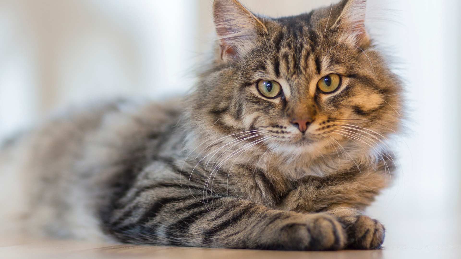 Gatos Maullando Mucho y Fuerte: Esto Debes Saber