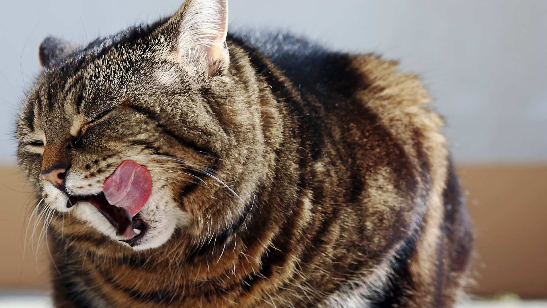 ¿Los Gatos Pueden Comer Sandía?