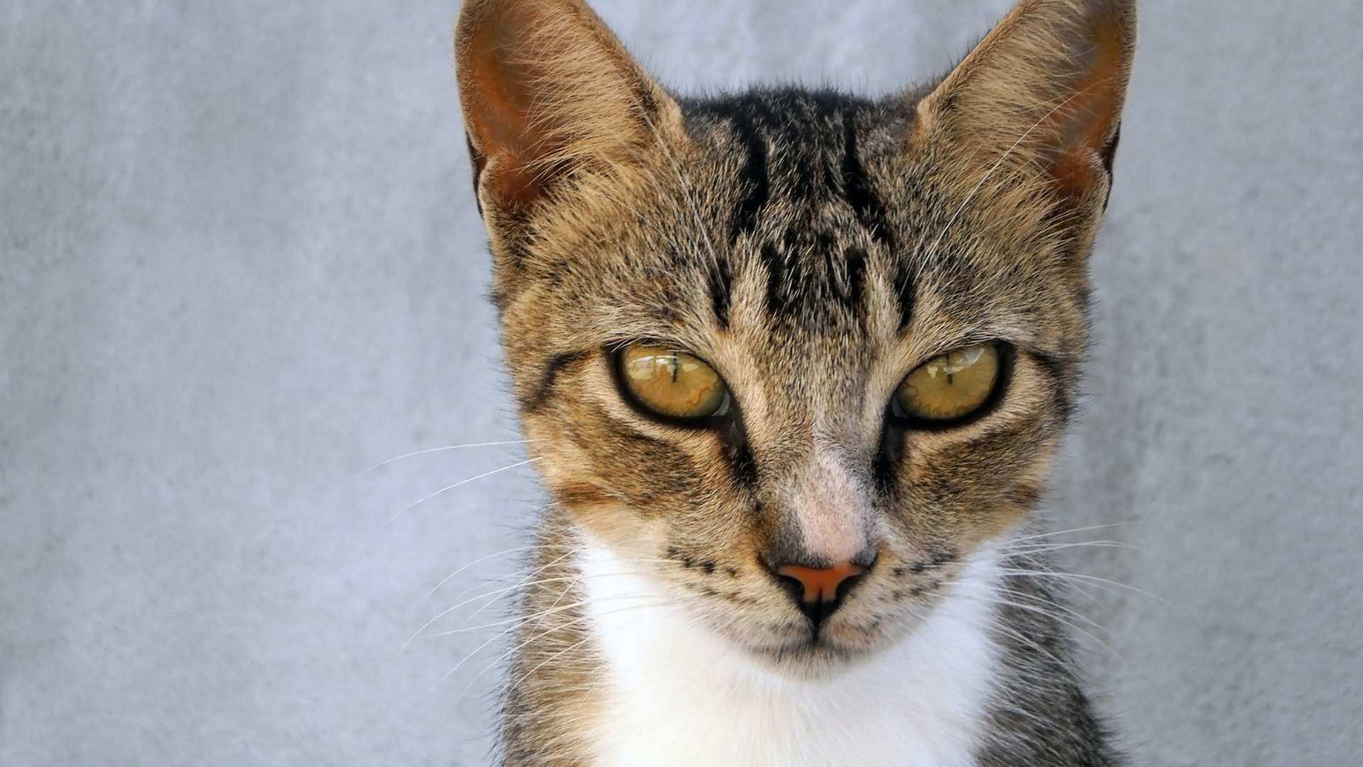 Gato Romano: Todo Sobre Esta Raza