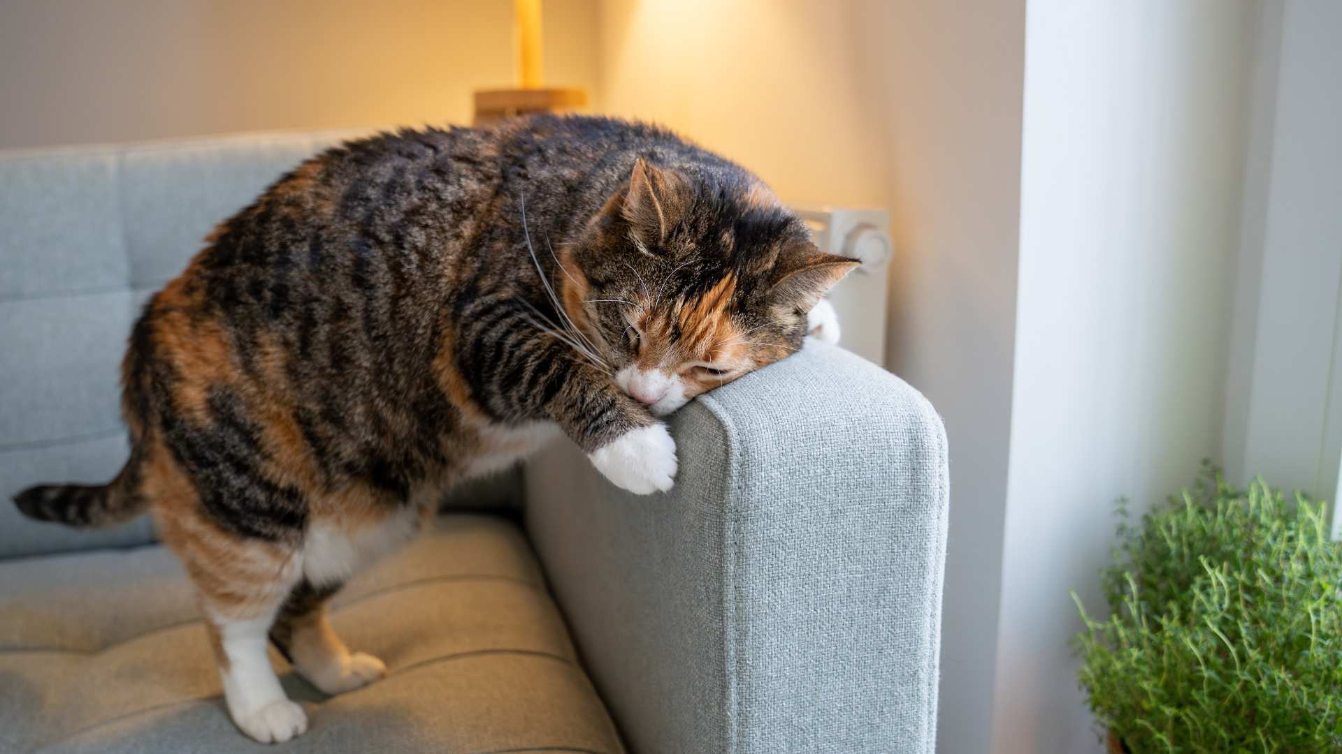 Feromonas para Gatos: Qué Debes Saber