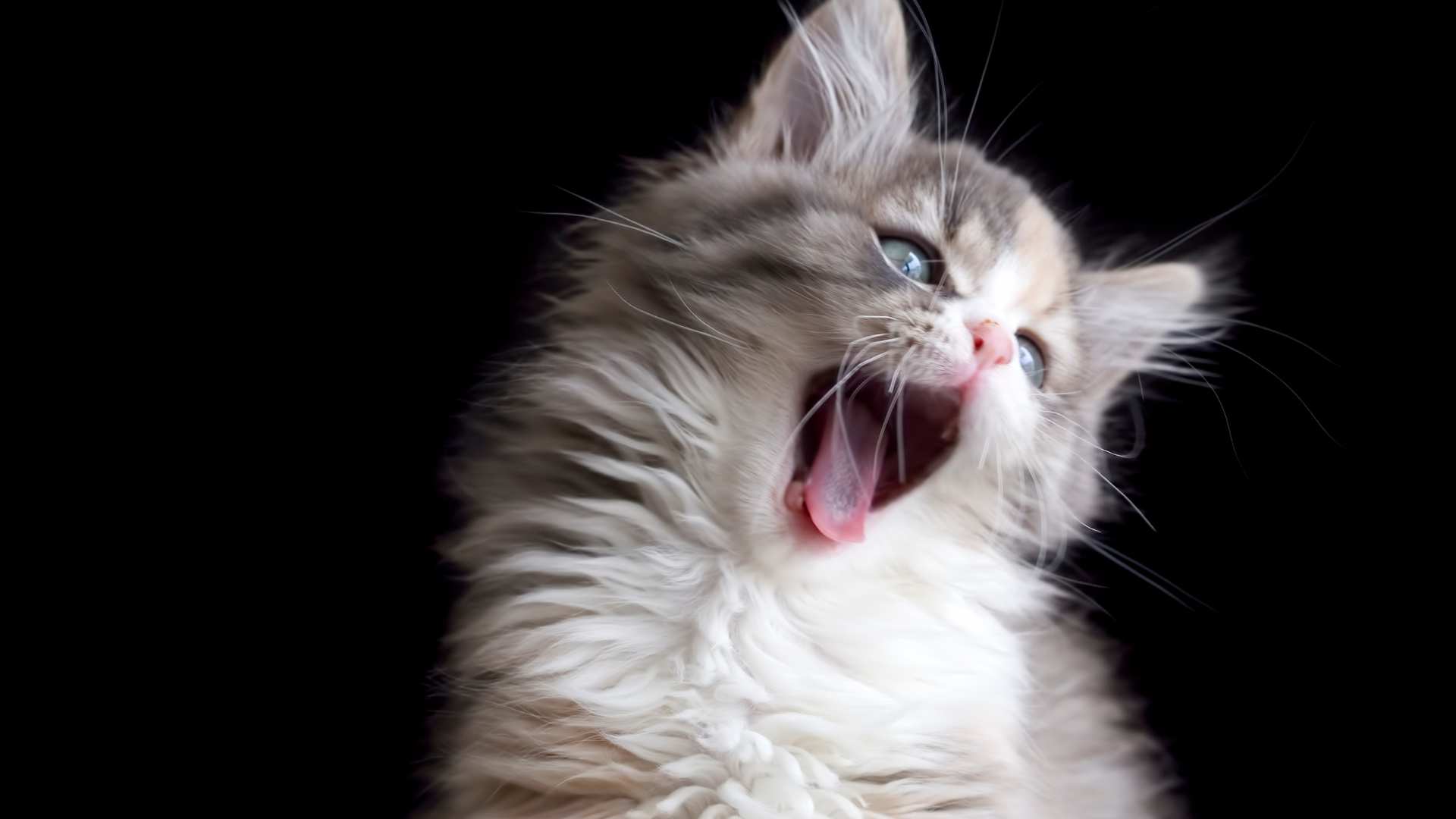 Gatos Grandes: Razas que Debes Conocer