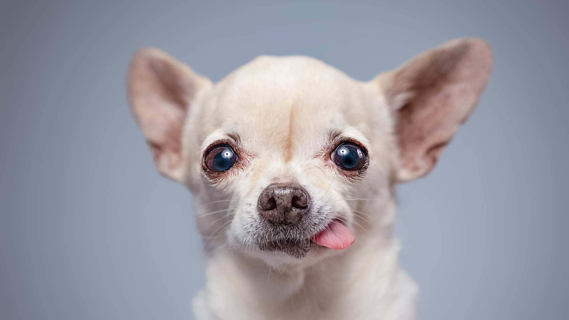 Chihuahua Cabeza de Manzana: Todo Sobre Esta Raza