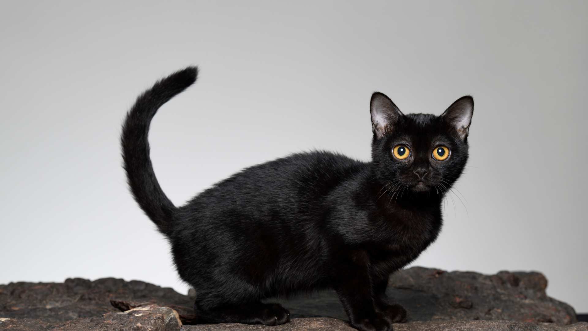 Gato Bombay: Todo Sobre Esta Raza