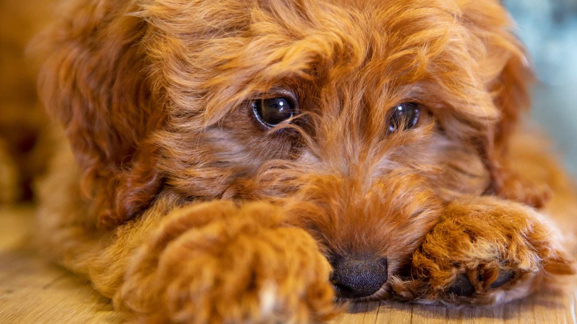 ¿Por Qué Lloran los Perros? Esto Debes Saber