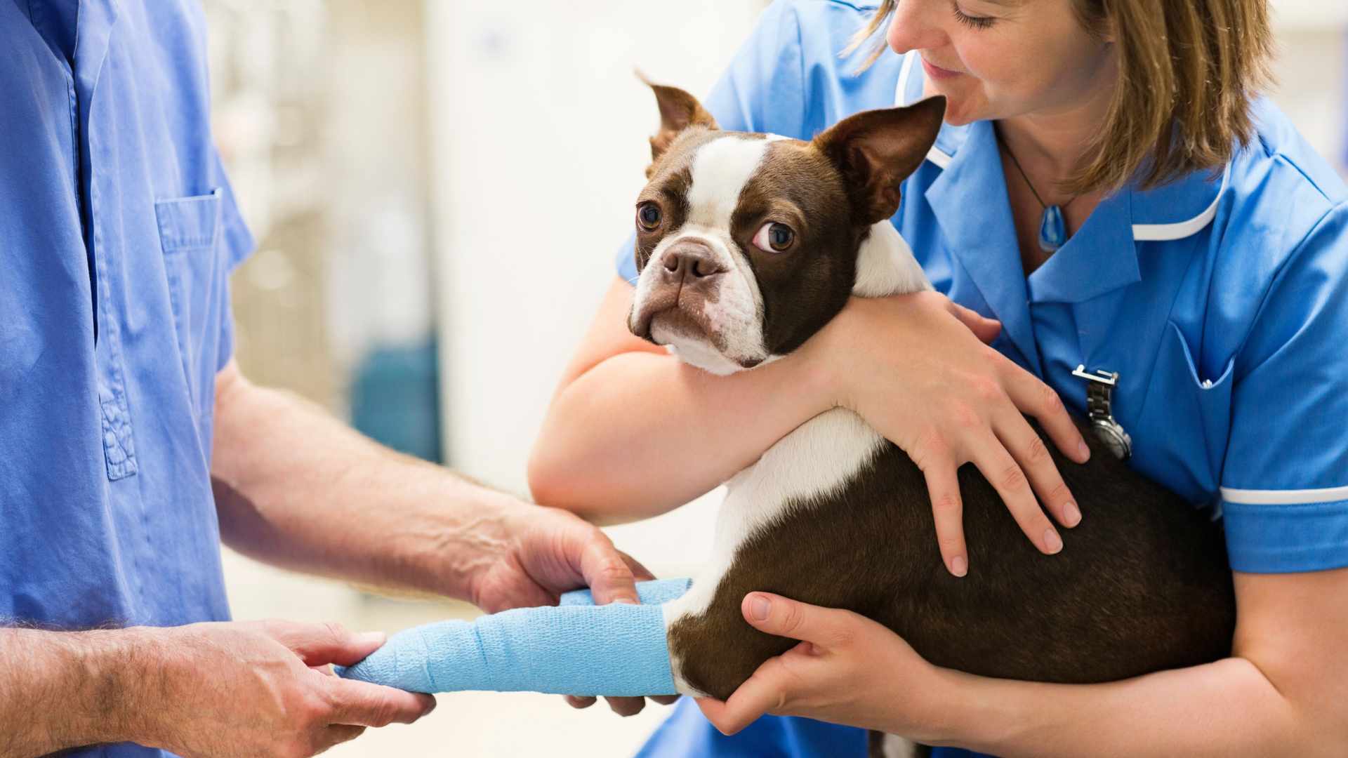 Tos Perruna: Qué Debes Saber