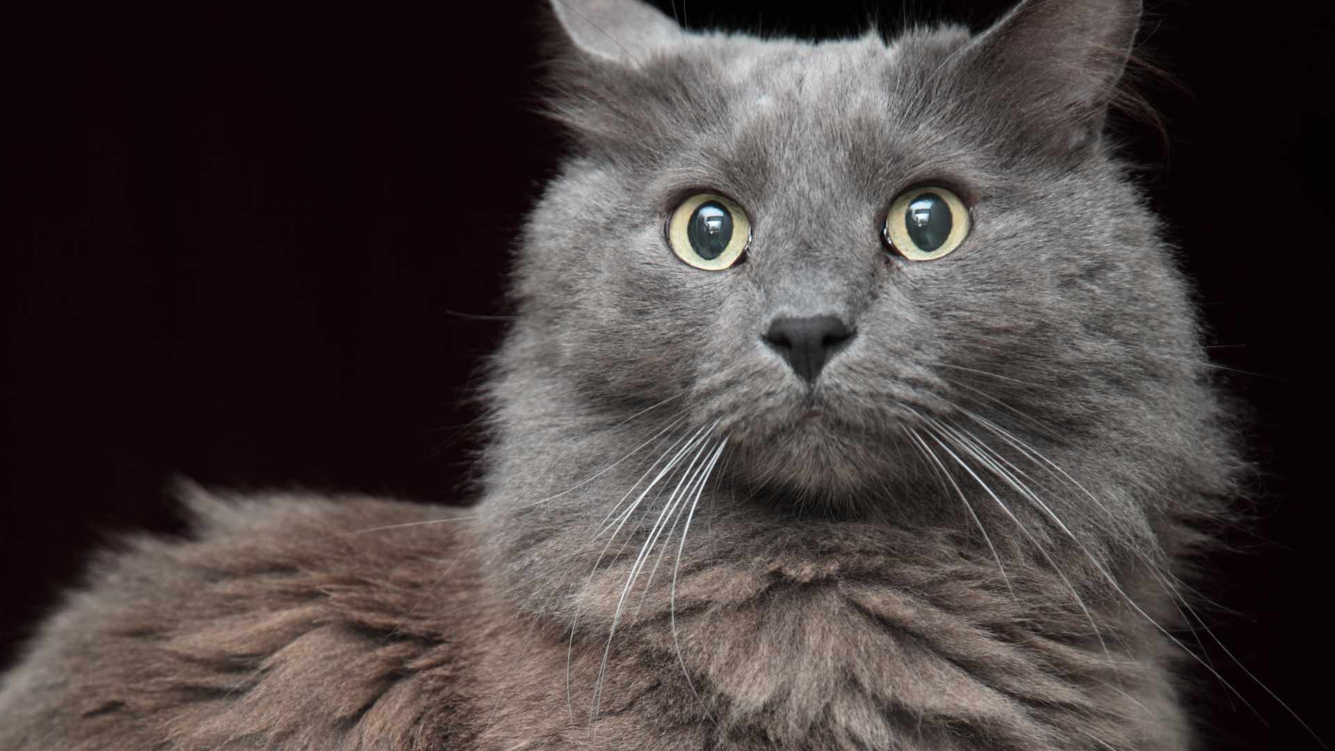 Gato Nebelung: Todo Sobre Esta Raza