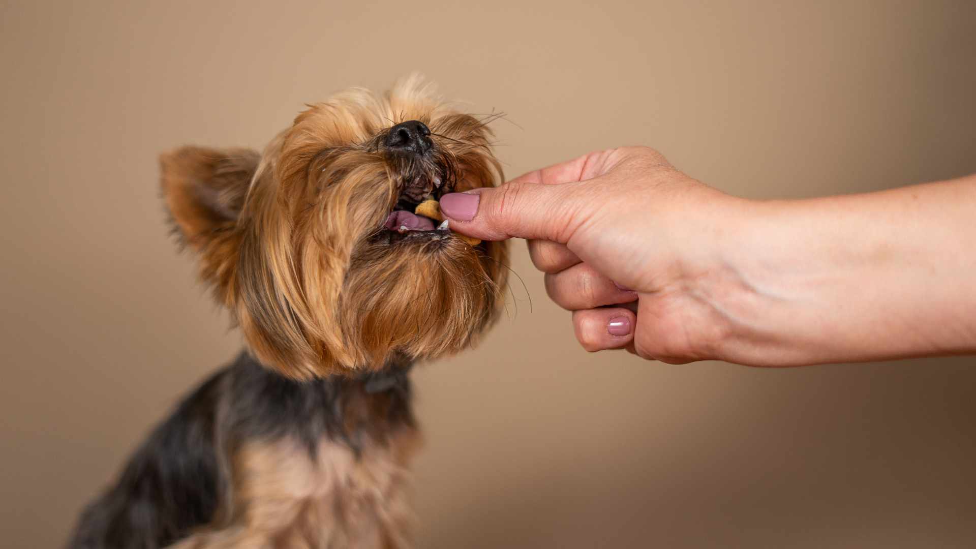 ¿Quieres Hacerle Comida Casera a tu Perro?