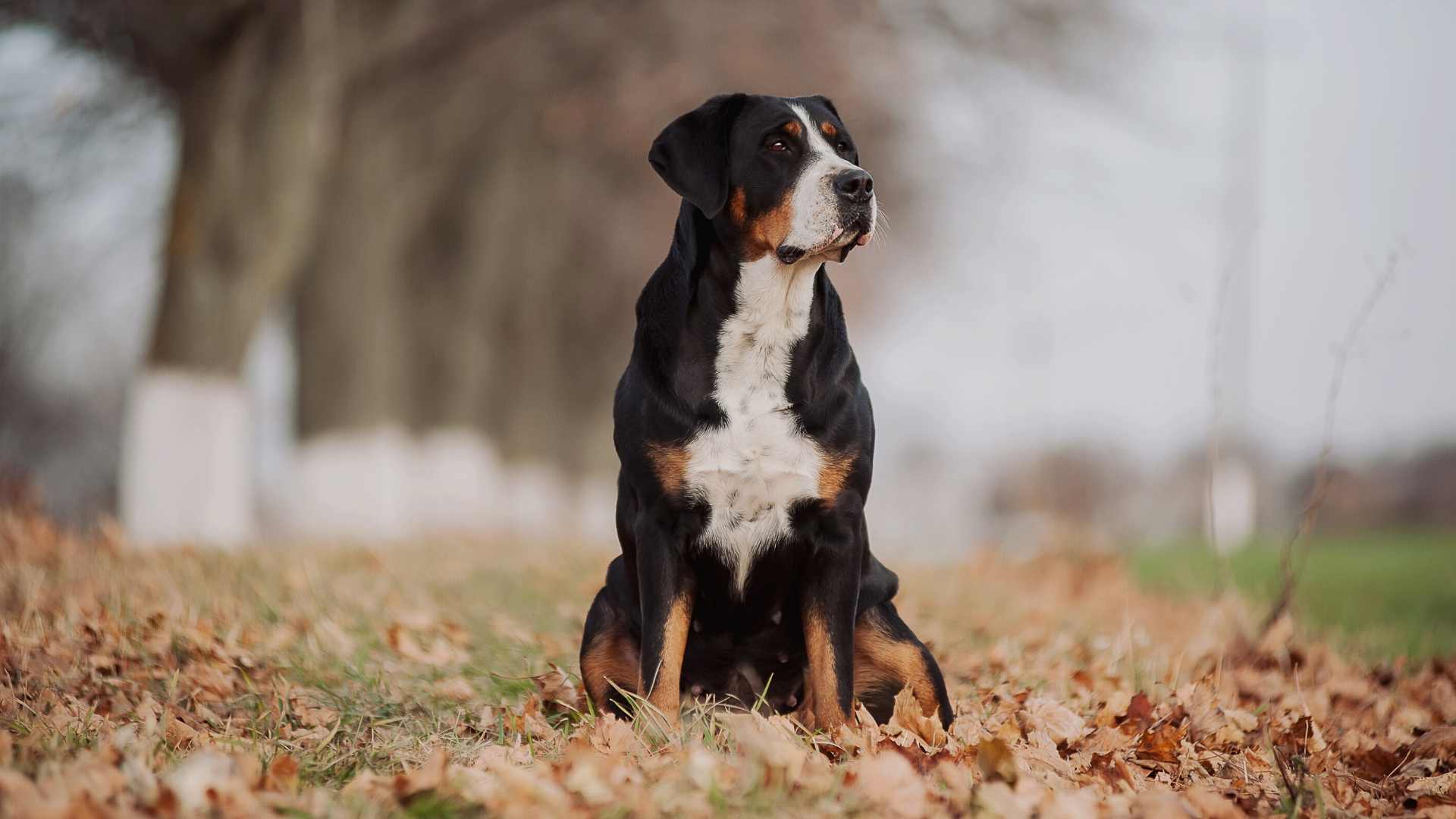 Gran Boyero Suizo: Todo Sobre Esta Raza