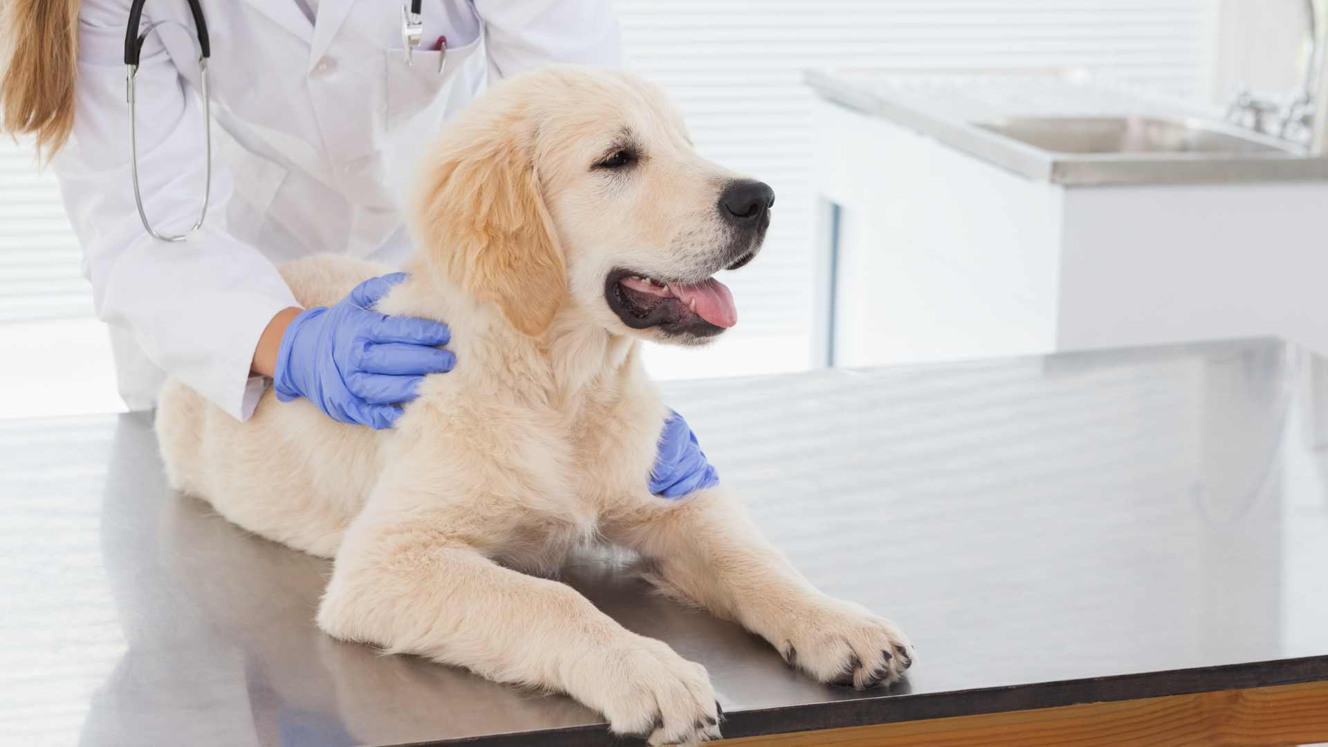 ¿Ibuprofeno para Perros? Esto Debes Saber