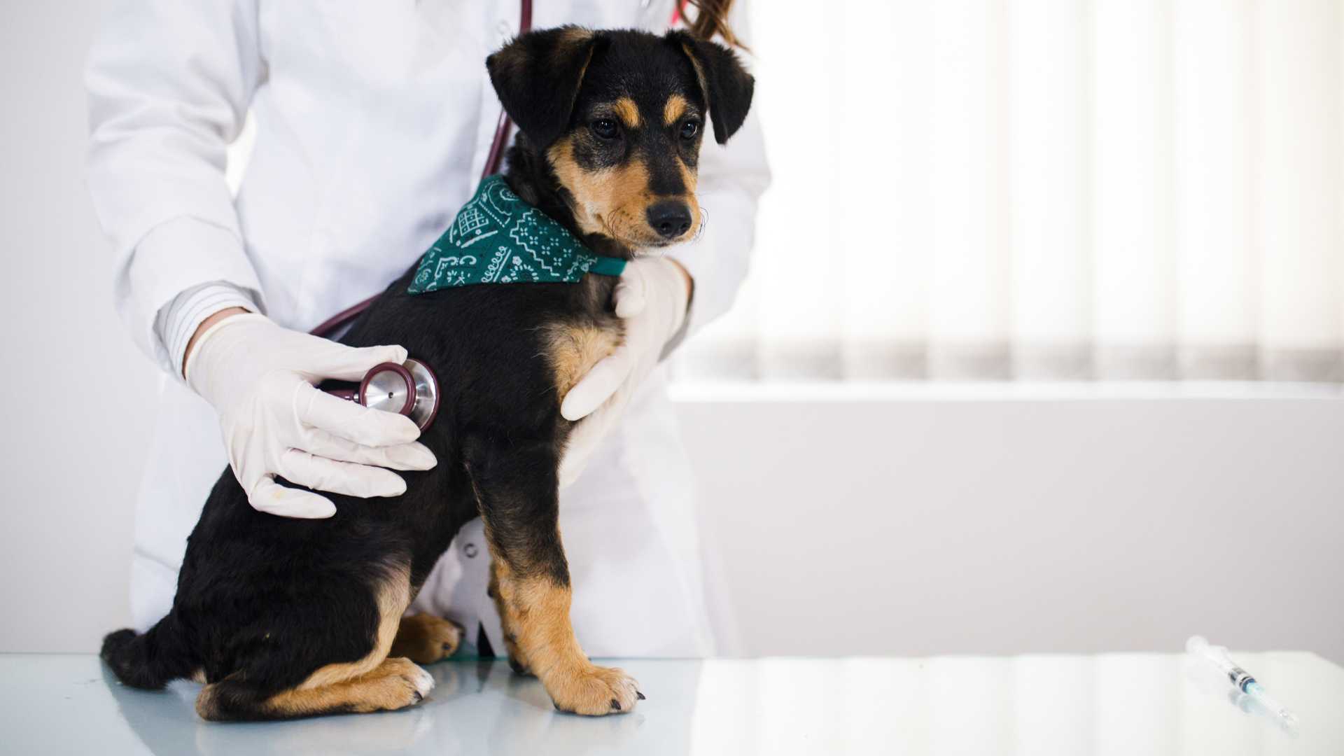 Vacuna Antirrábica en Perros: Qué Debes Saber