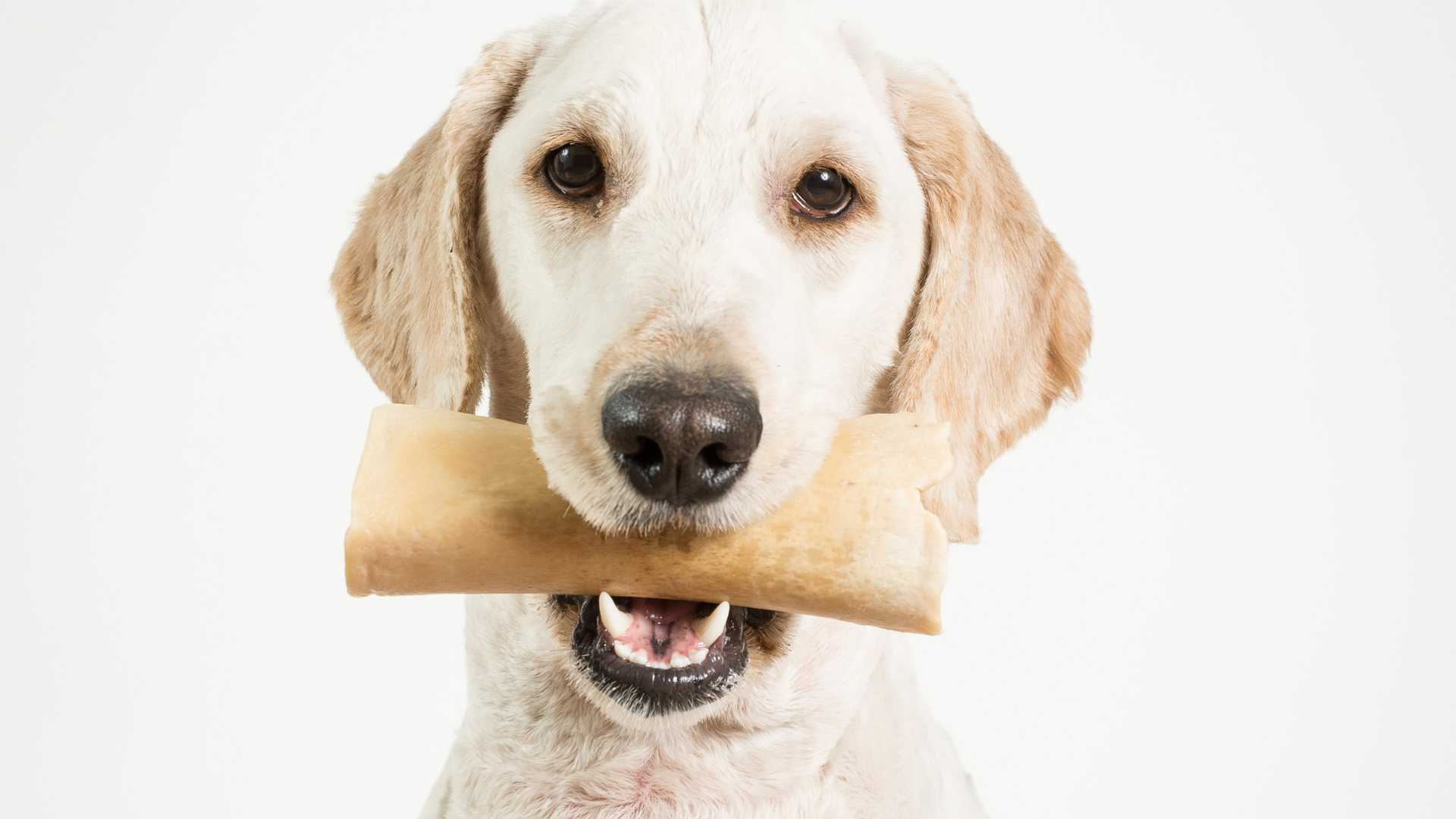 Huesos para Perros: ¿Puedes Dárselos?