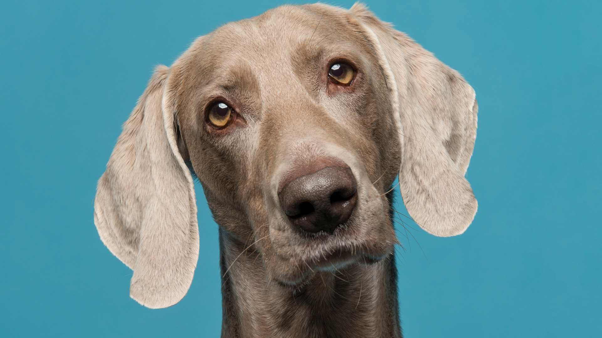 Weimaraner: Todo Sobre Esta Raza