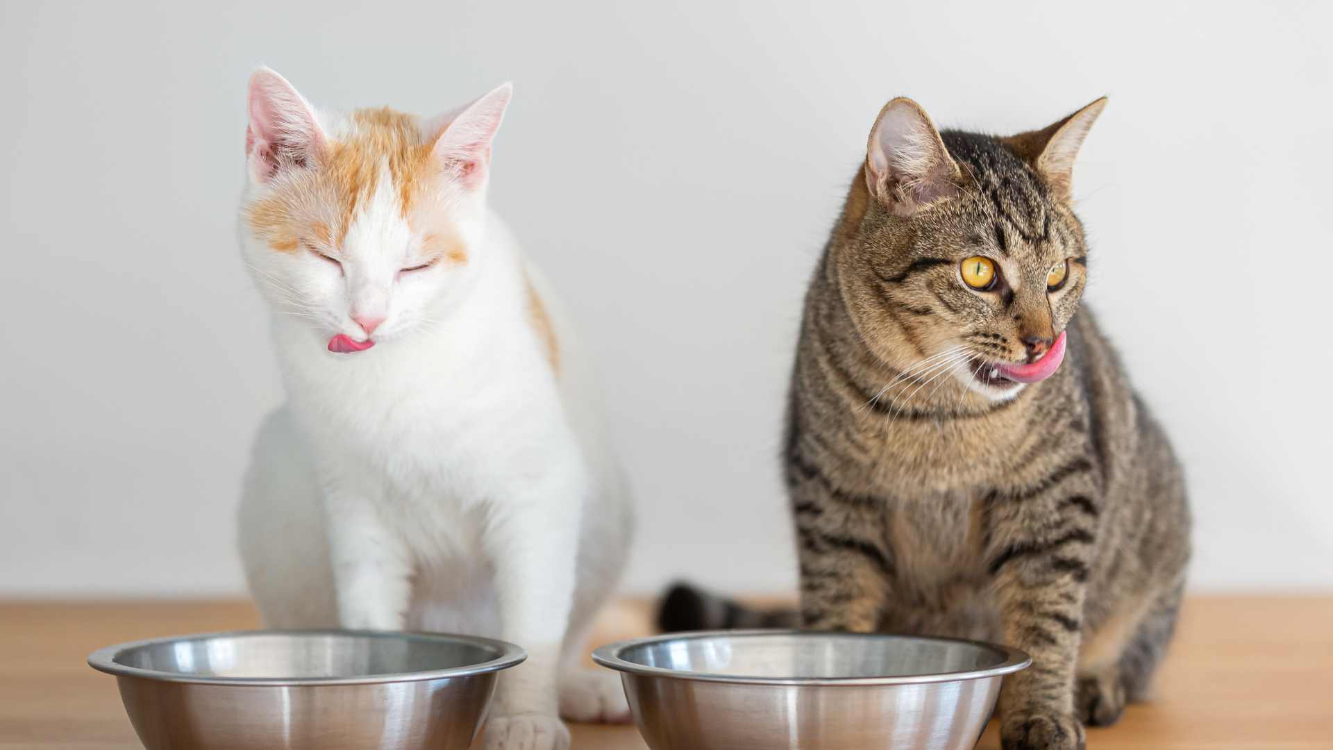 ¿Los Gatos Pueden Comer Avena?