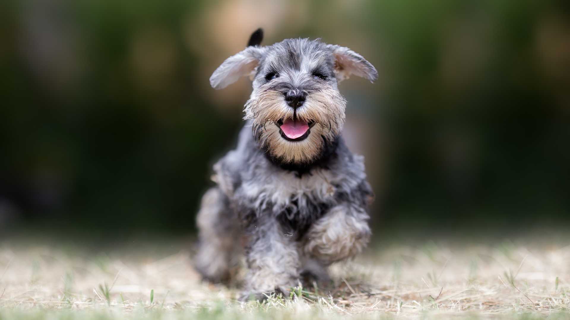 Schnauzer Miniatura: Todo Sobre esta Raza