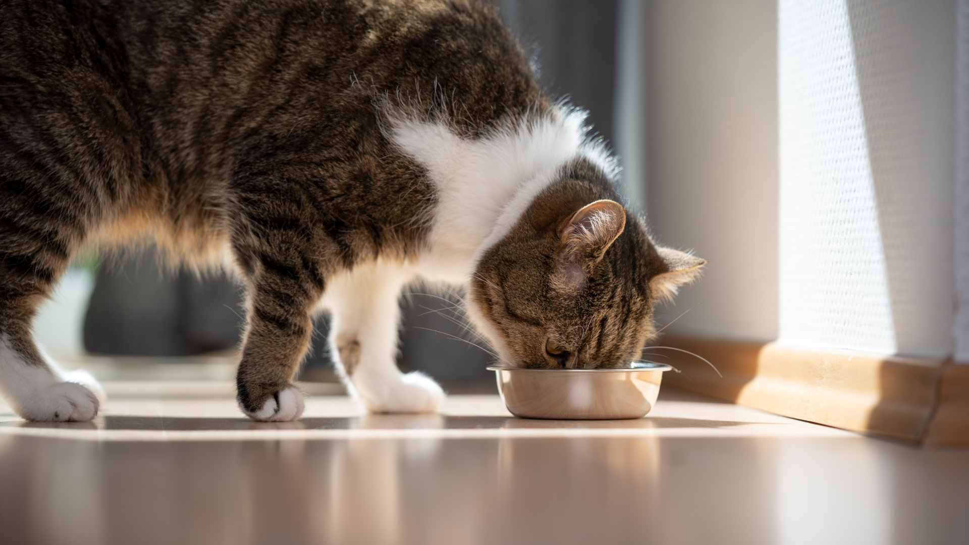 Cuánto Debe Comer un Gato: Tabla Completa
