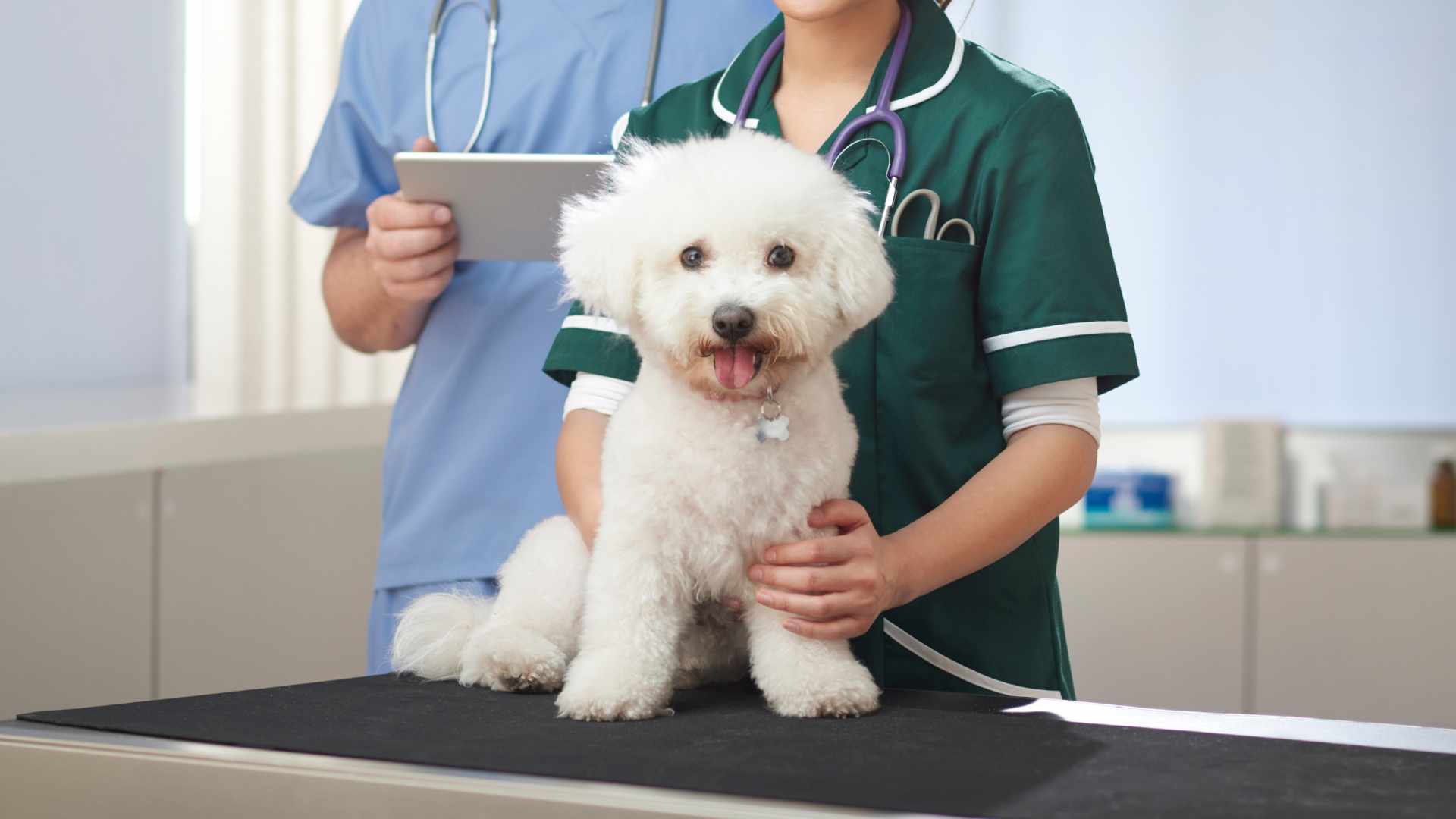 Nefropatía Bilateral en Perros: Qué Debes Saber