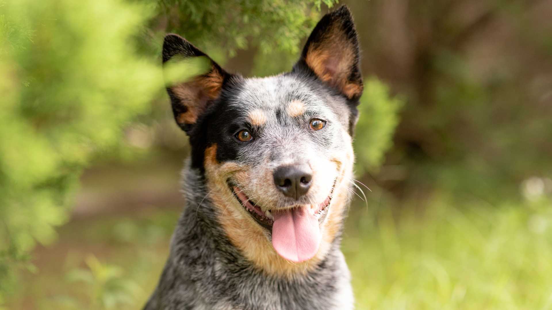 Heeler Australiano: Todo Sobre Esta Raza