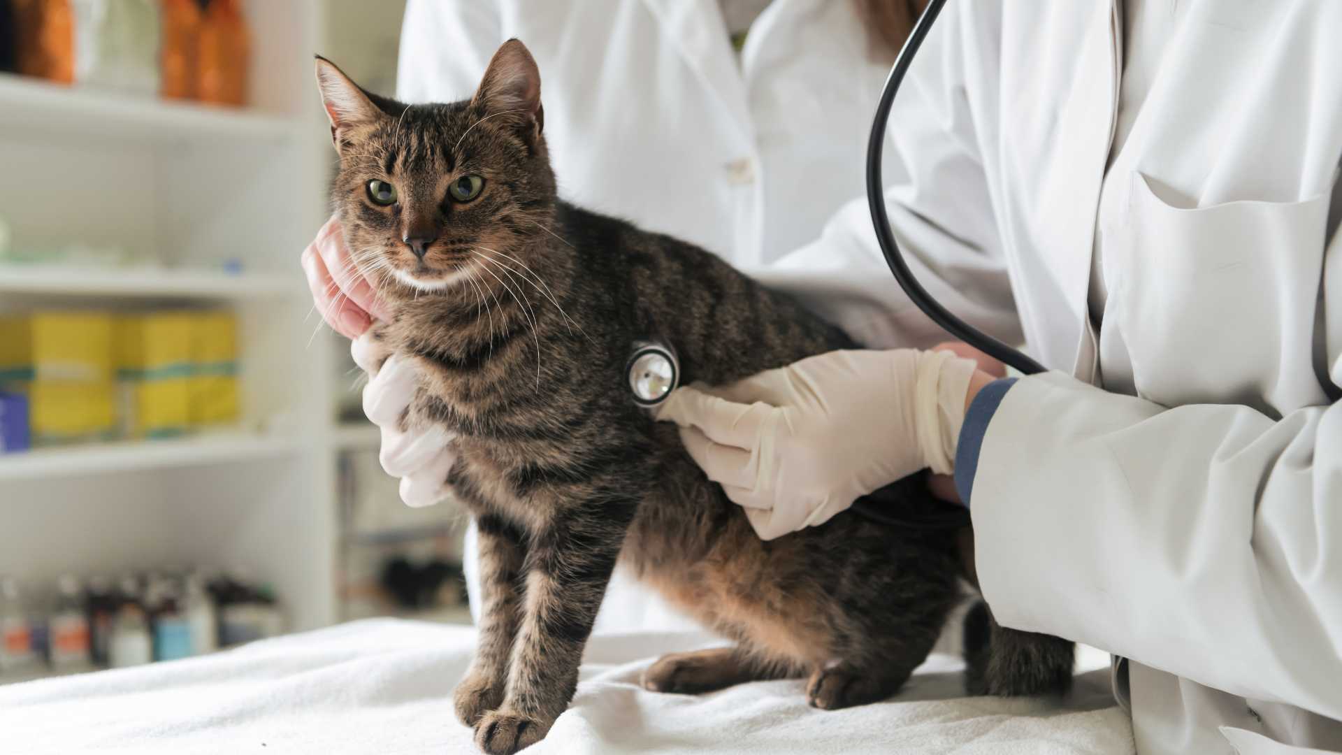 ¿A Qué Edad se Puede Esterilizar a un Gato?