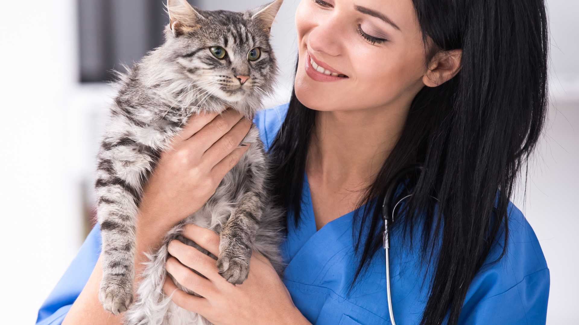 Mi Gato Tiene Diarrea: Qué Debo Hacer