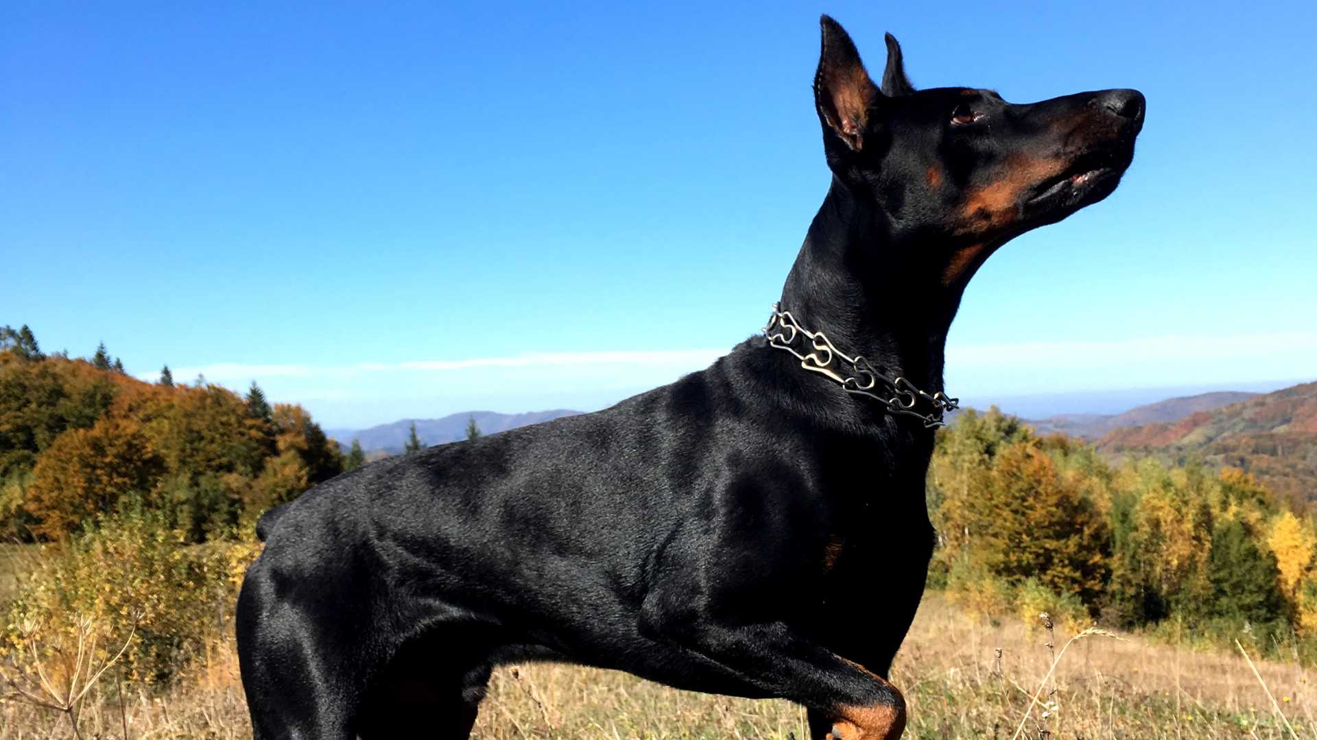 Pinscher Alemán: Todo Sobre Esta Raza