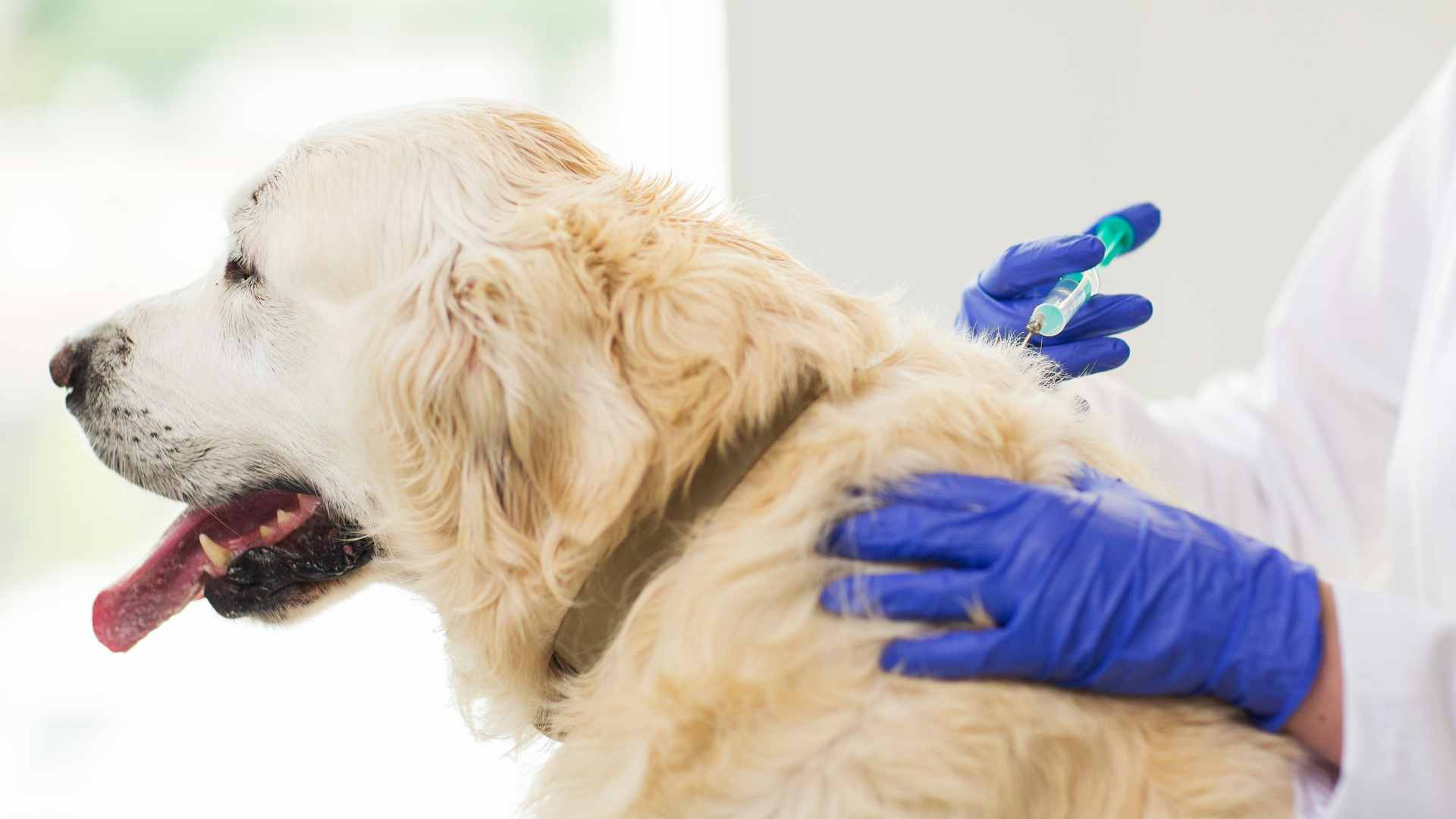 Vacuna Séxtuple: Precio y Qué Debes Saber