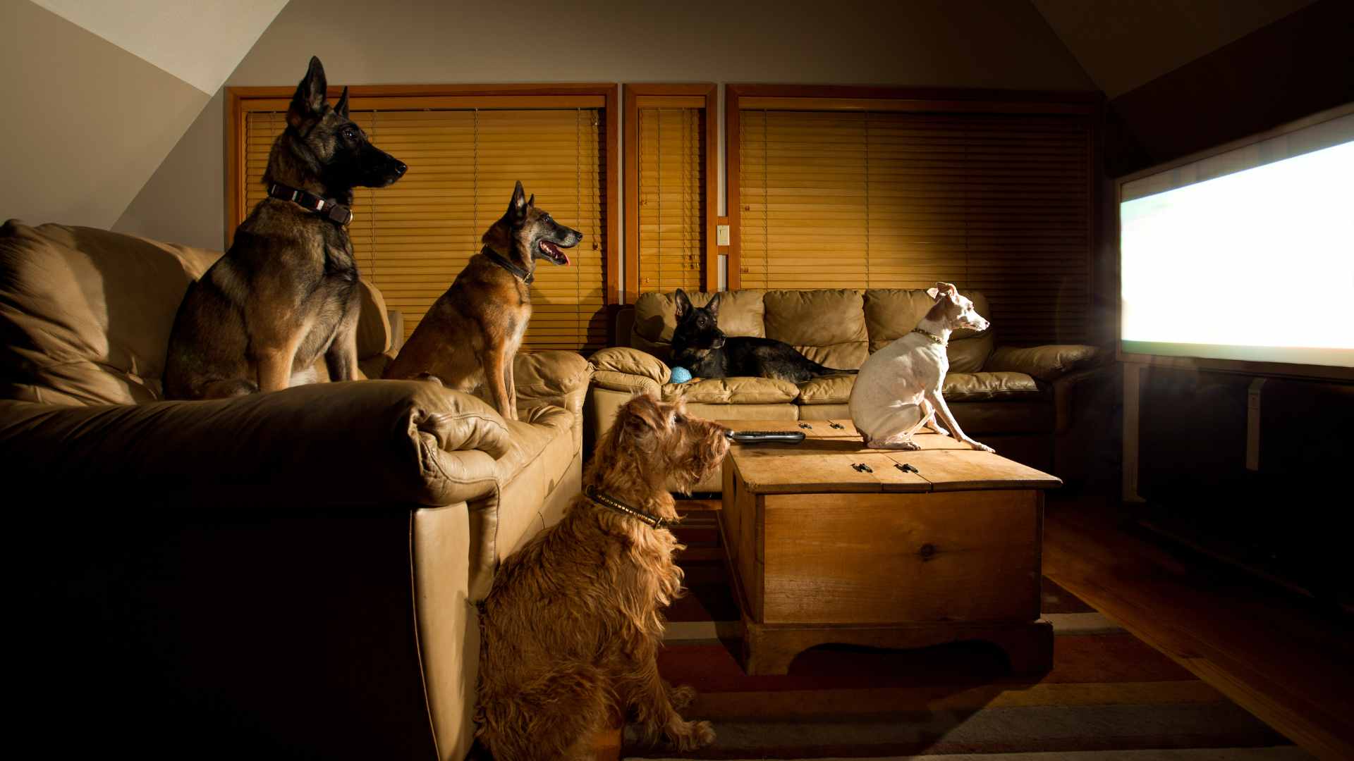 Televisión para Perros: Qué Puedes Ponerles