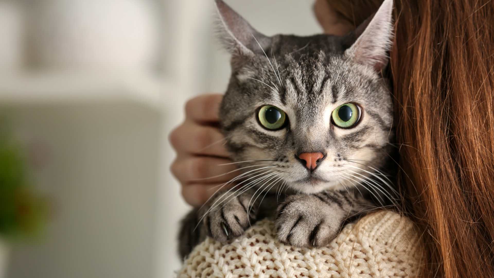 Cuánto Dura el Celo de una Gata