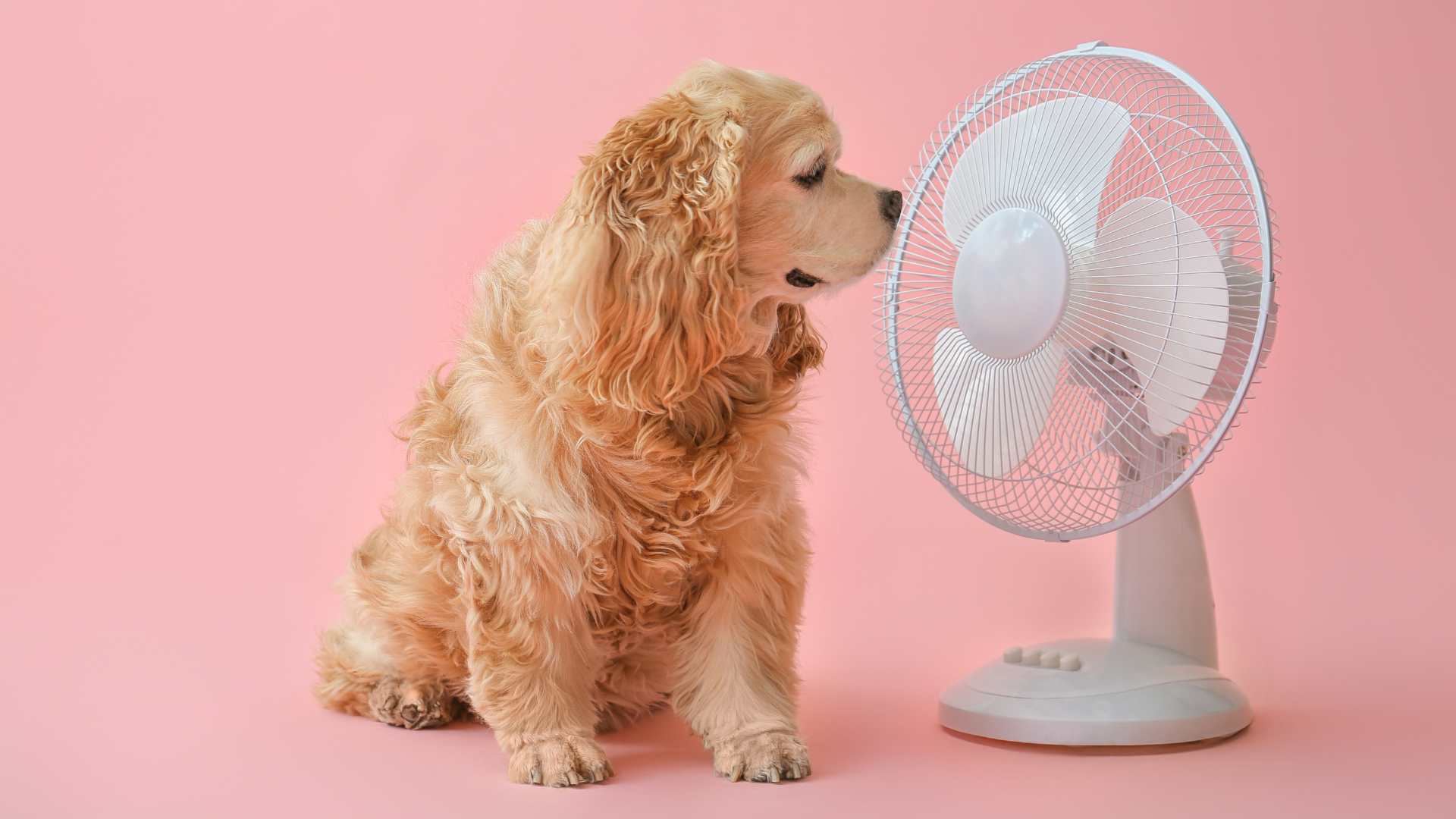 Golpe de Calor en Perros: Qué Debes Saber