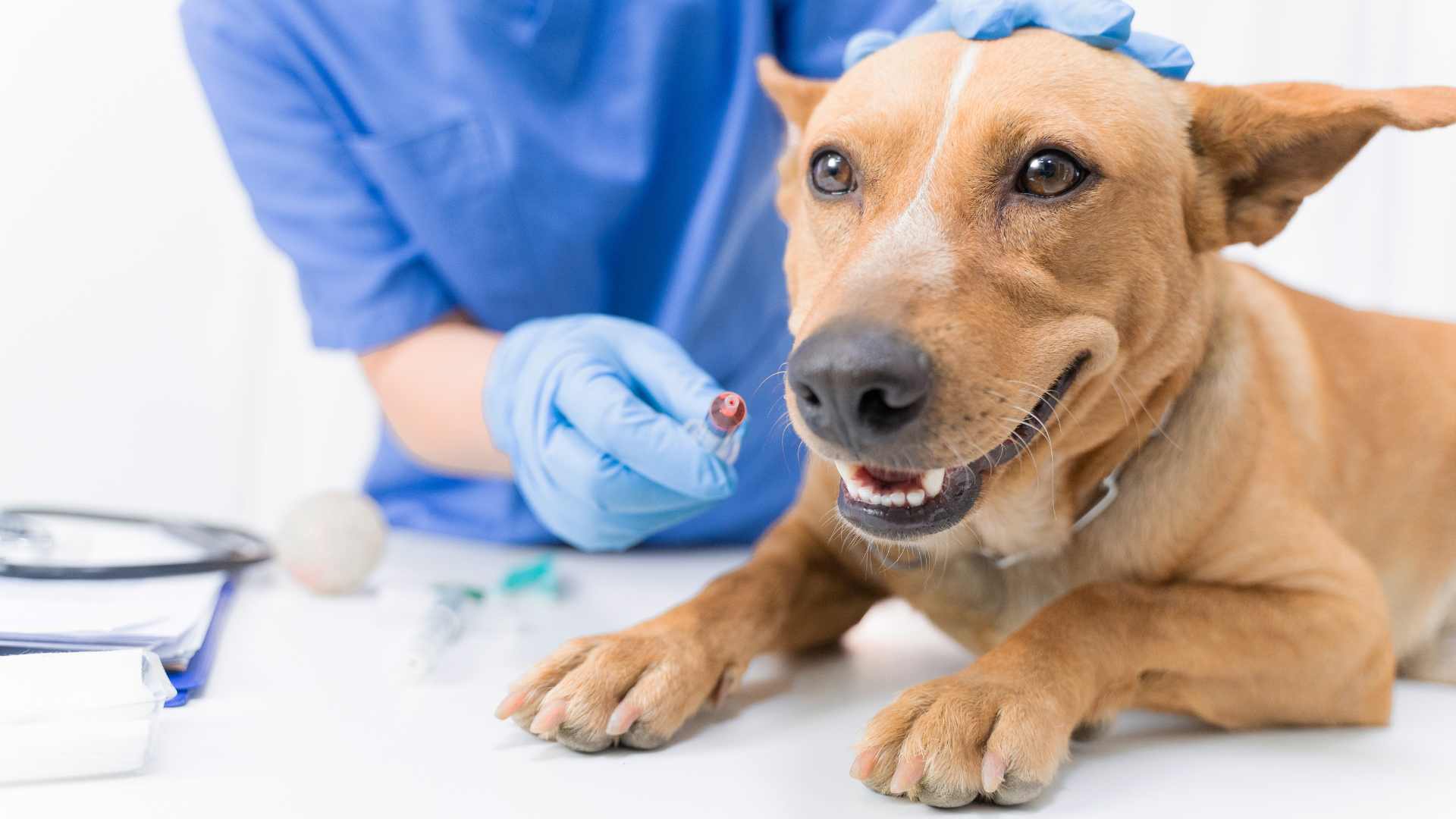 Giardia en Perros: Qué Debes Saber
