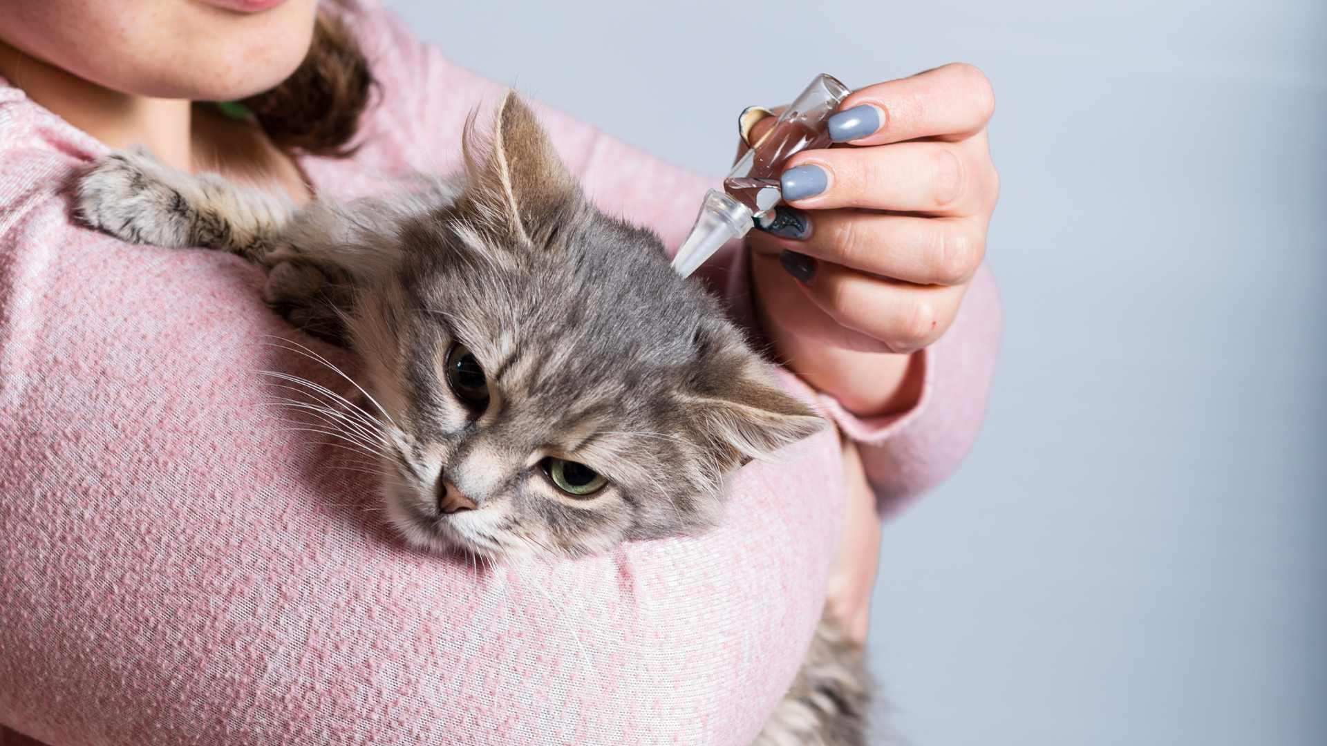 Antipulgas para Gatos: Opciones Disponibles