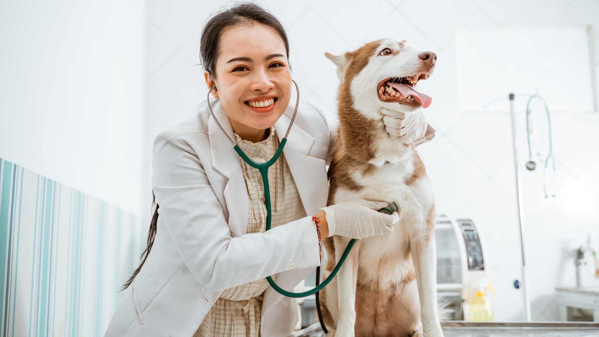 Veterinarias en Viña del Mar: Direcciones y Contactos