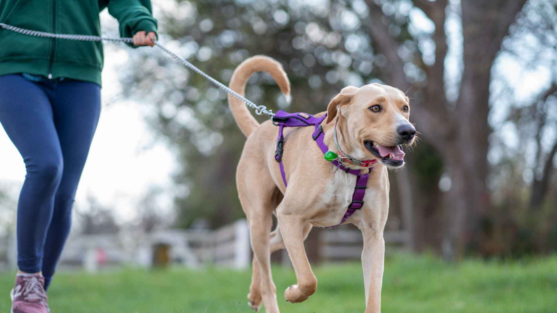 Parques para Perros: Opciones Disponibles