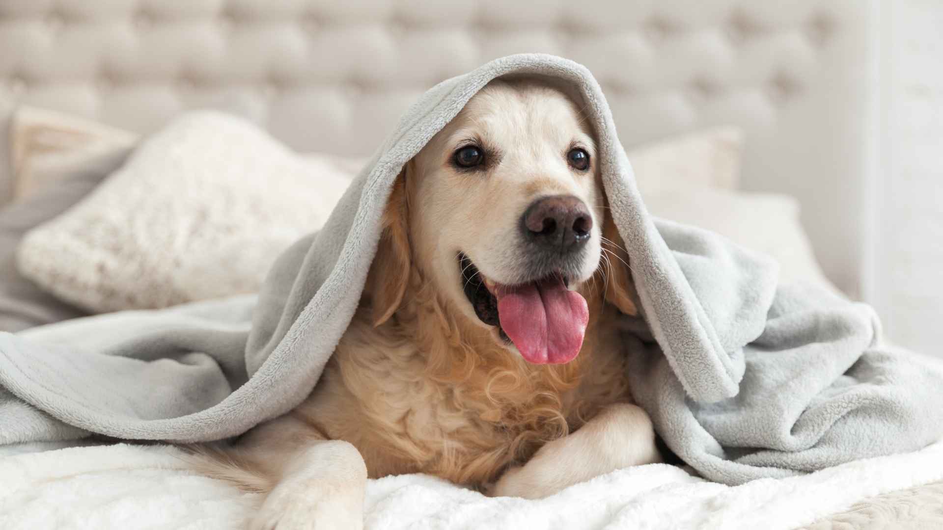 Hotel Pet Friendly en Viña del Mar: Opciones Disponibles