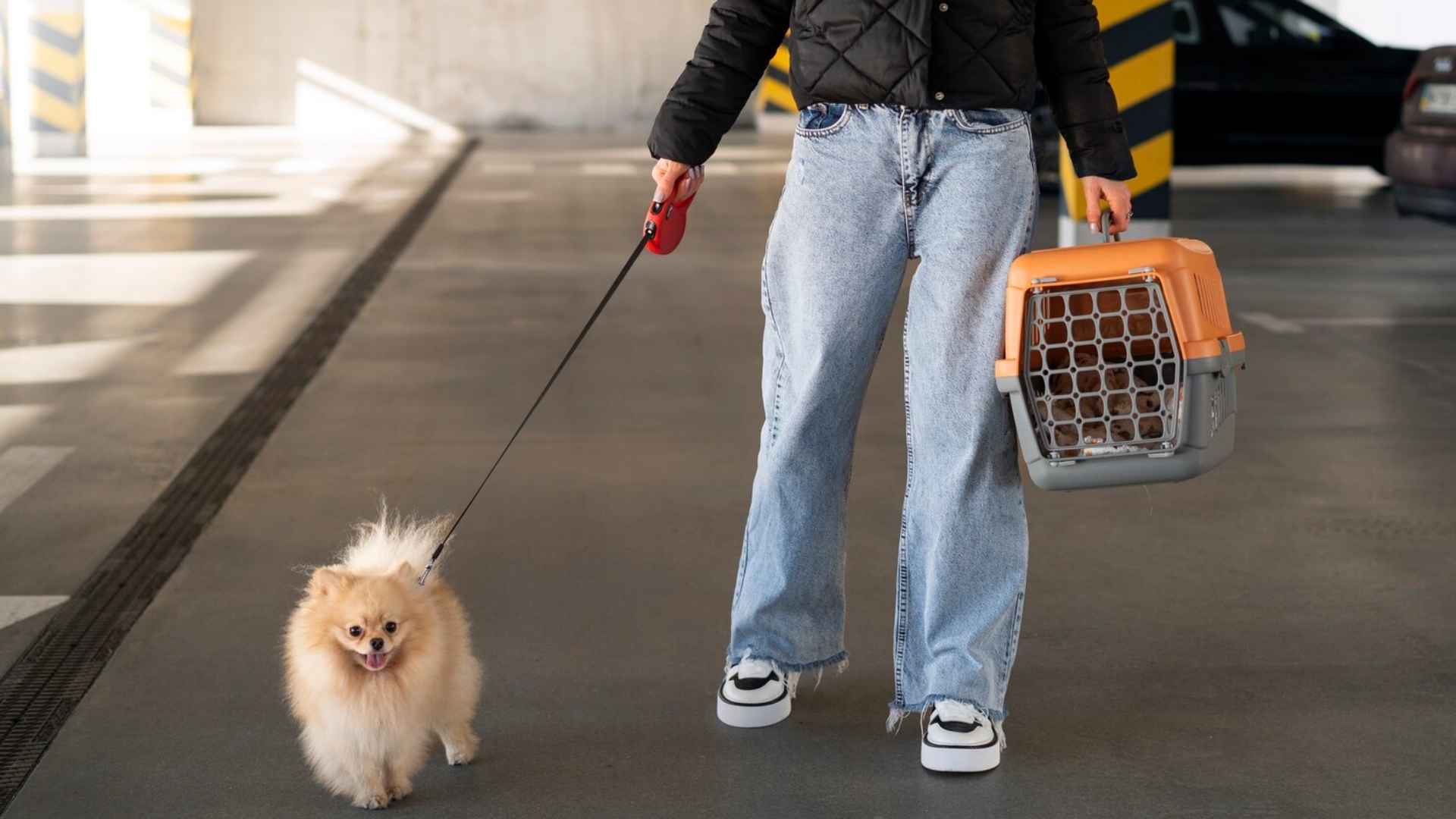 Buses Pet Friendly en Chile para Viajar con tu Mascota