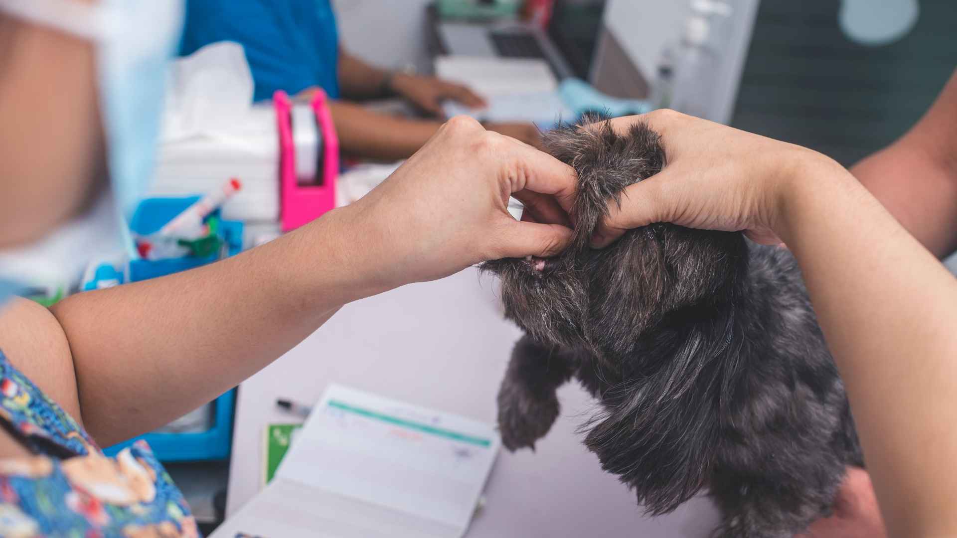 Cada Cuánto Desparasitar a un Perro