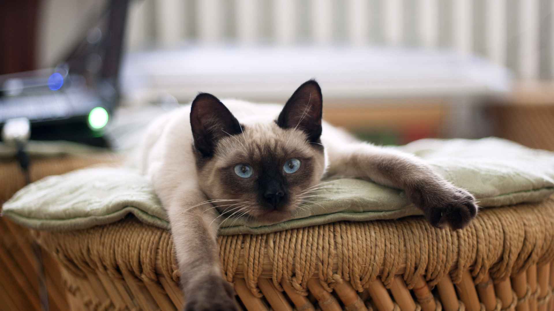 Cómo Acostumbrar a un Gato a una Nueva Casa