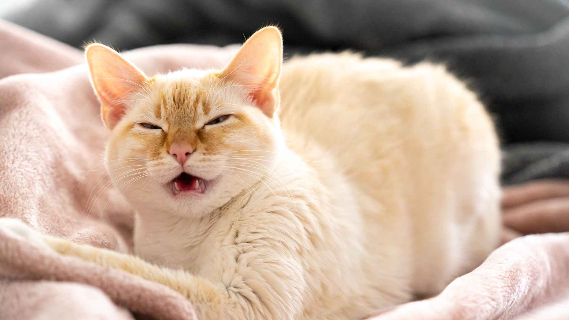 Mi Gato Estornuda Mucho: Qué Hacer