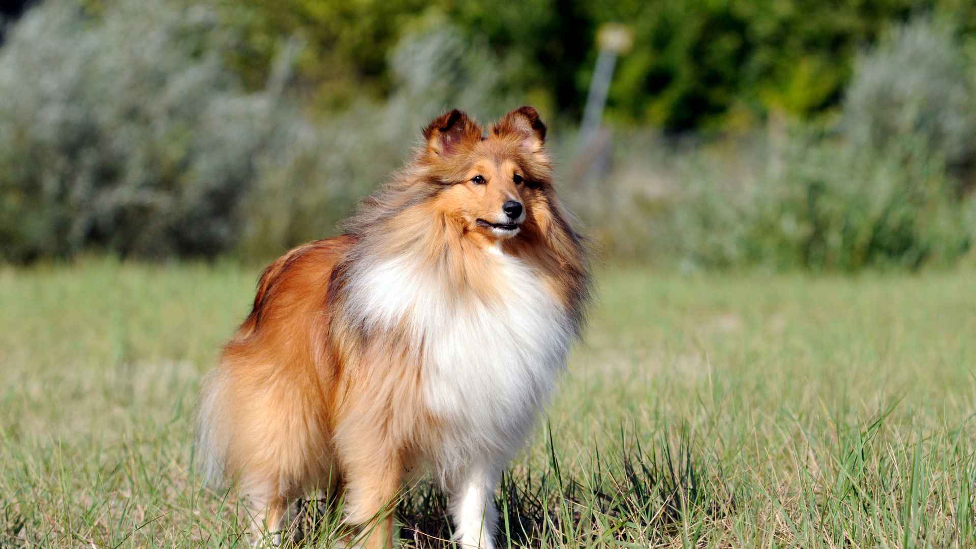 Pastor de las Islas Shetland: Todo Sobre Esta Raza