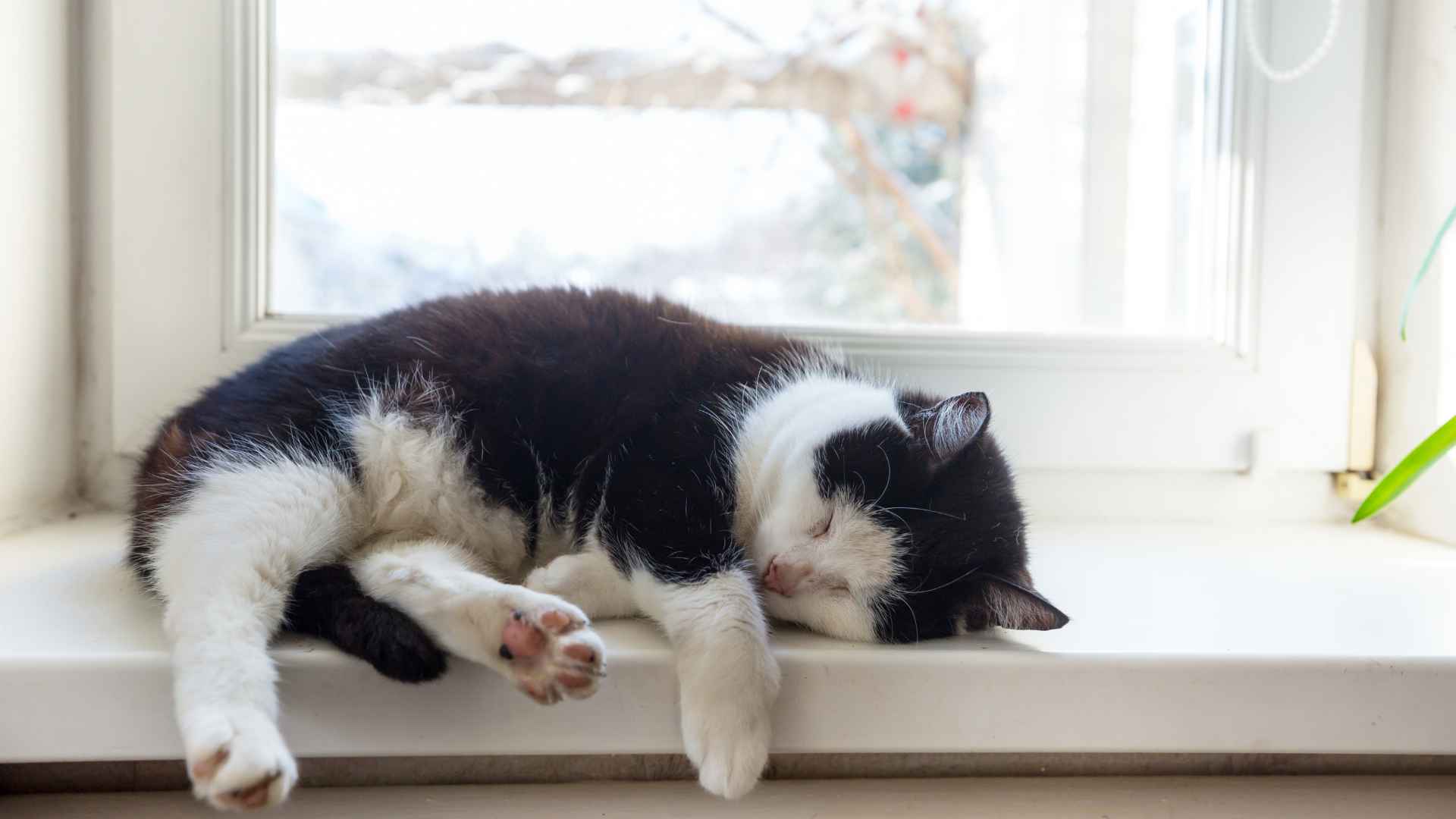 Ictericia en Gatos: Qué Debes Saber