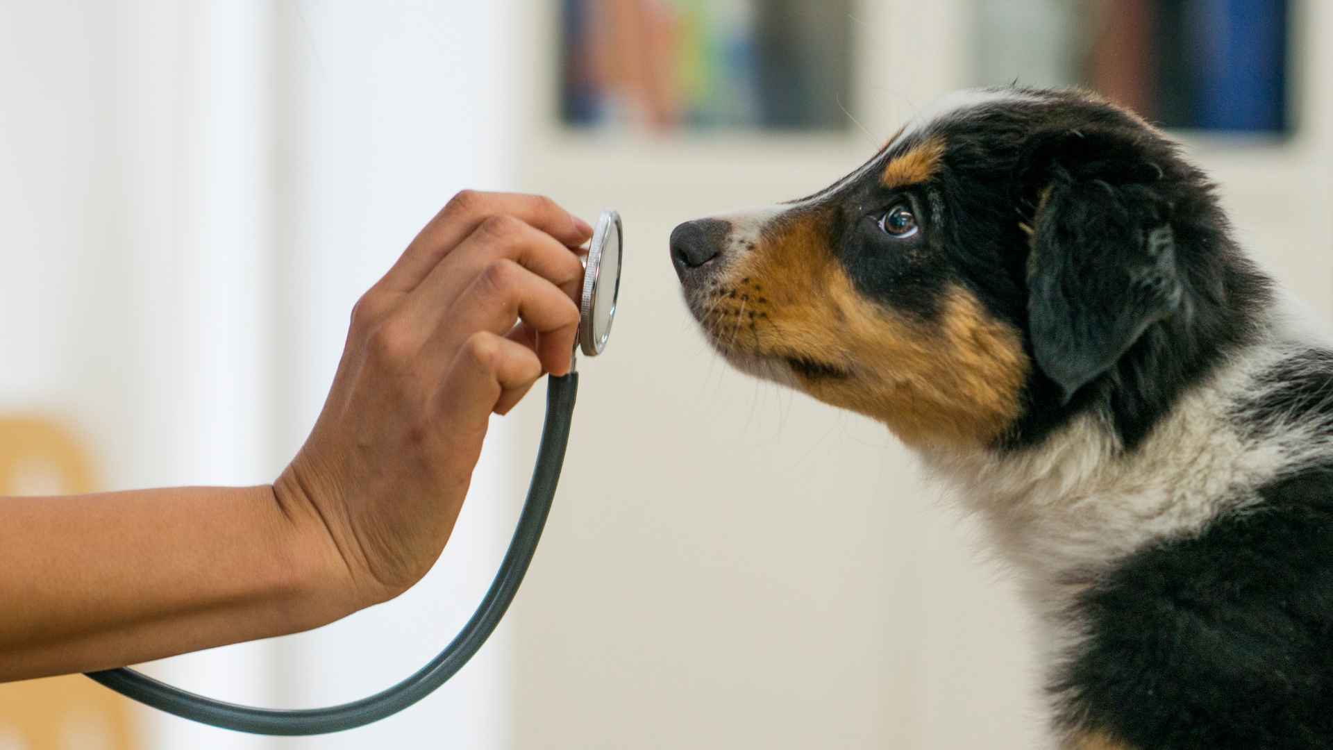 Veterinarias en Lo Barnechea: Listado Completo